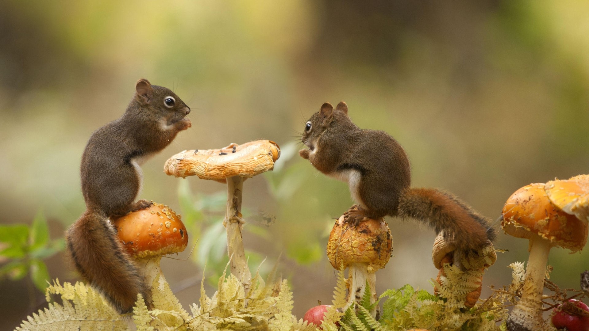 Two squirrels eating on mushrooms HD Wallpaper