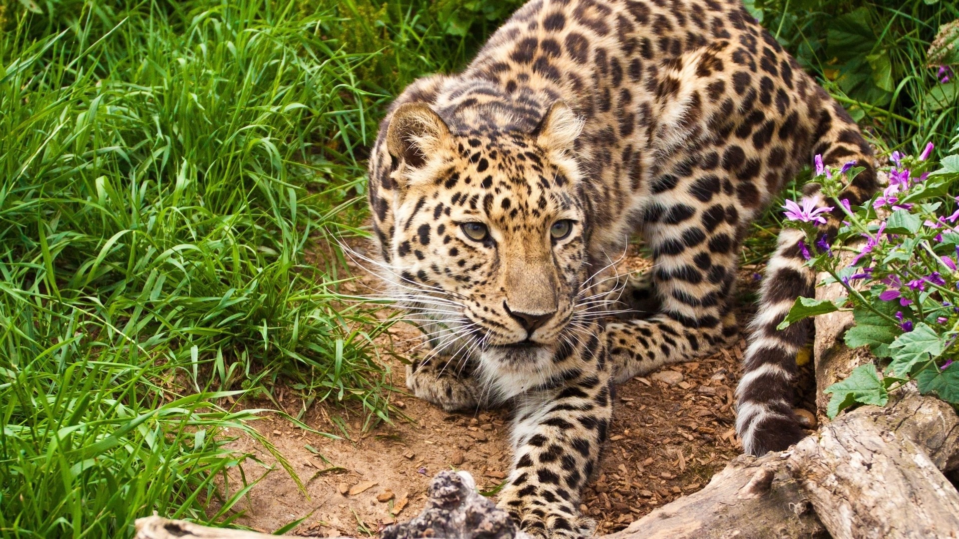 Leopard in tall green grass and flowers HD Wallpaper