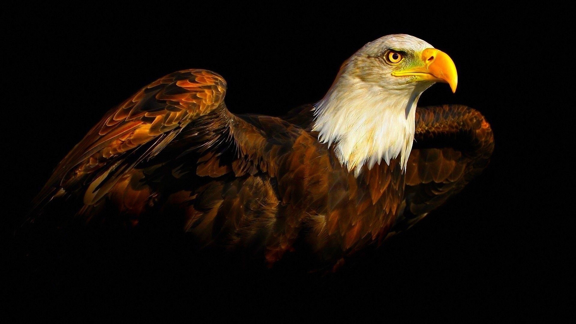 Bald Eagle with Wings Spread HD Wallpaper