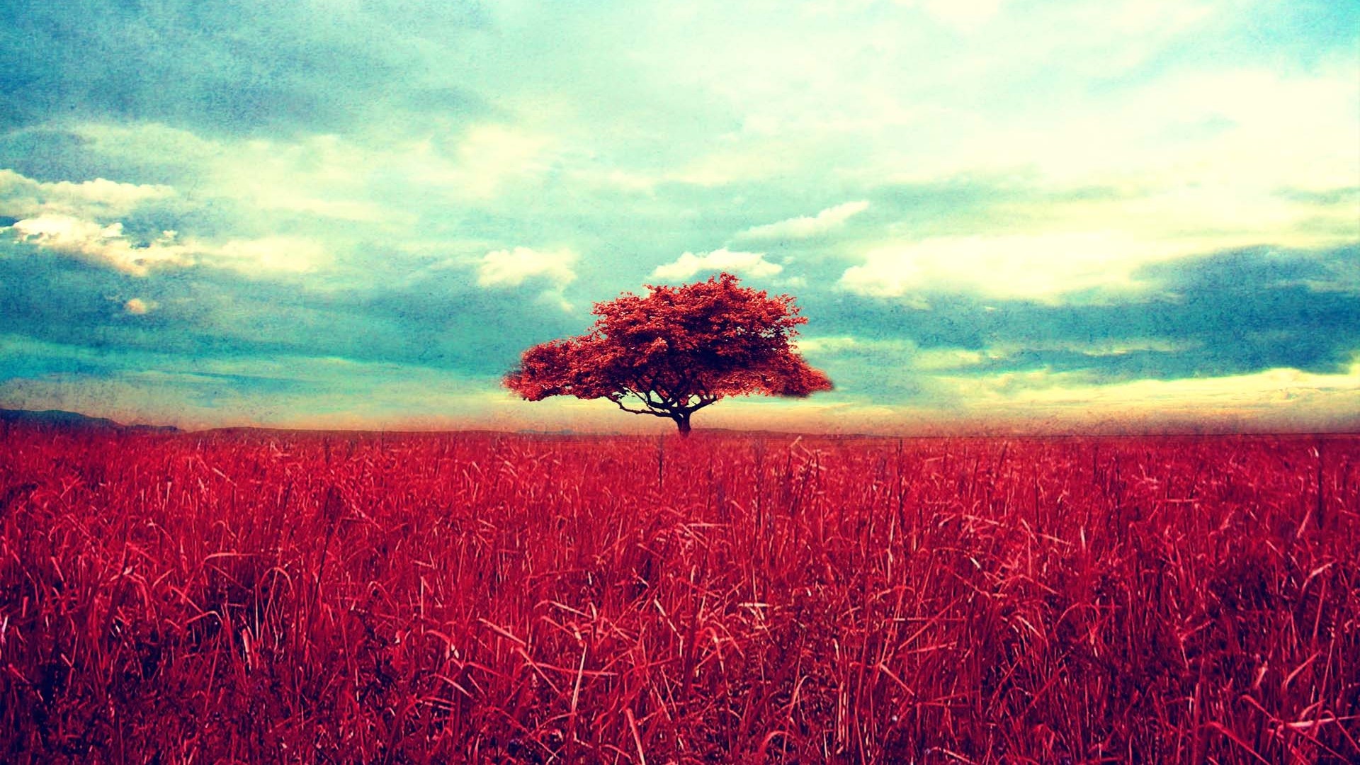 Red tree in a field of red grass under a cloudy sky HD Wallpaper