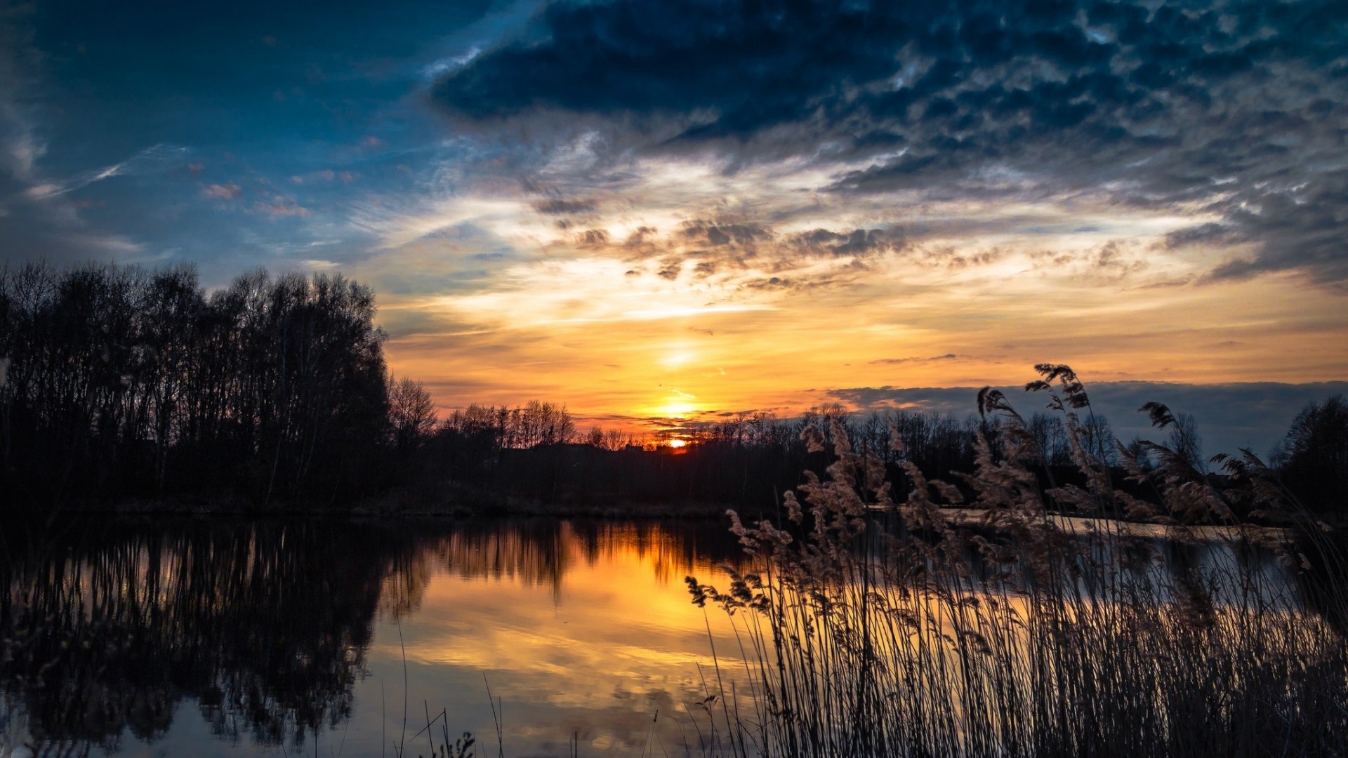 Sunset over a lake with reeds and trees HD Wallpaper