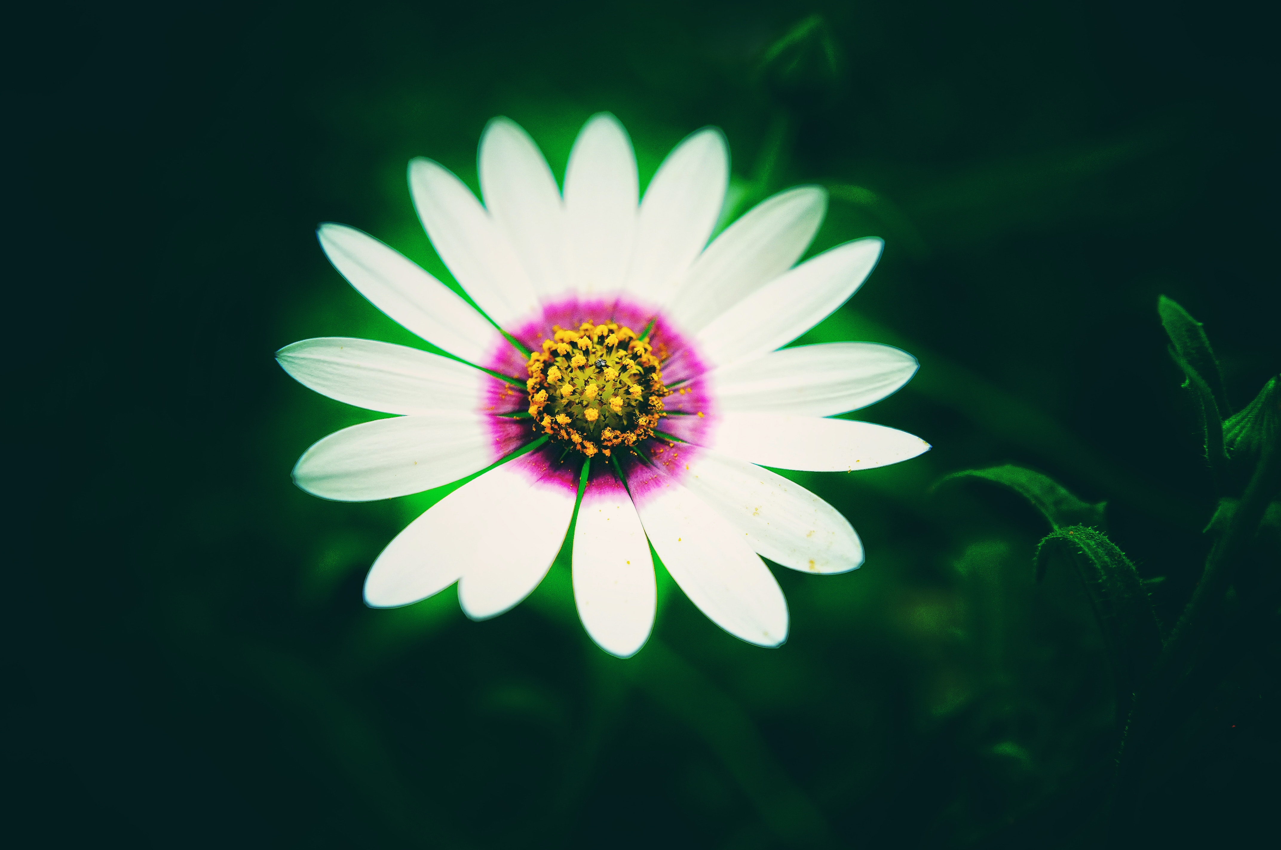 White daisy with pink and yellow center 4K HD Wallpaper