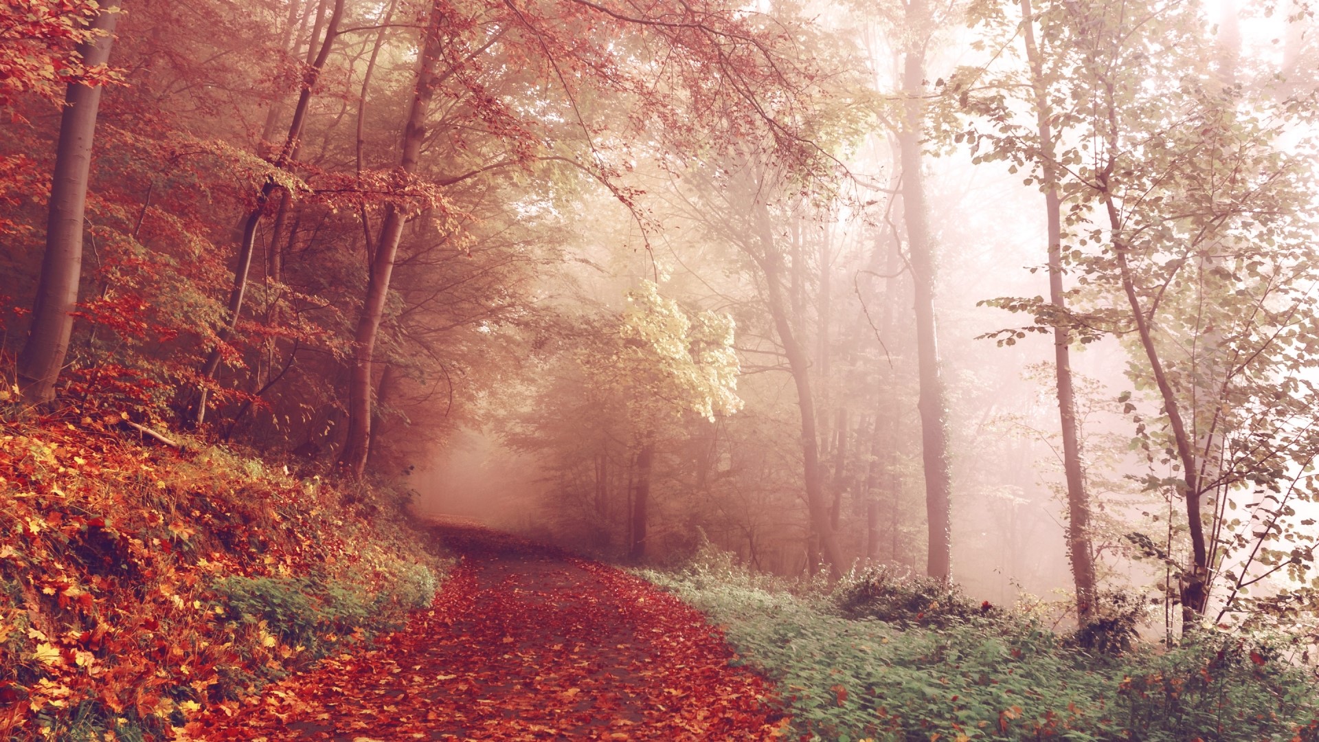 Autumn forest path with red leaves and fog HD Wallpaper