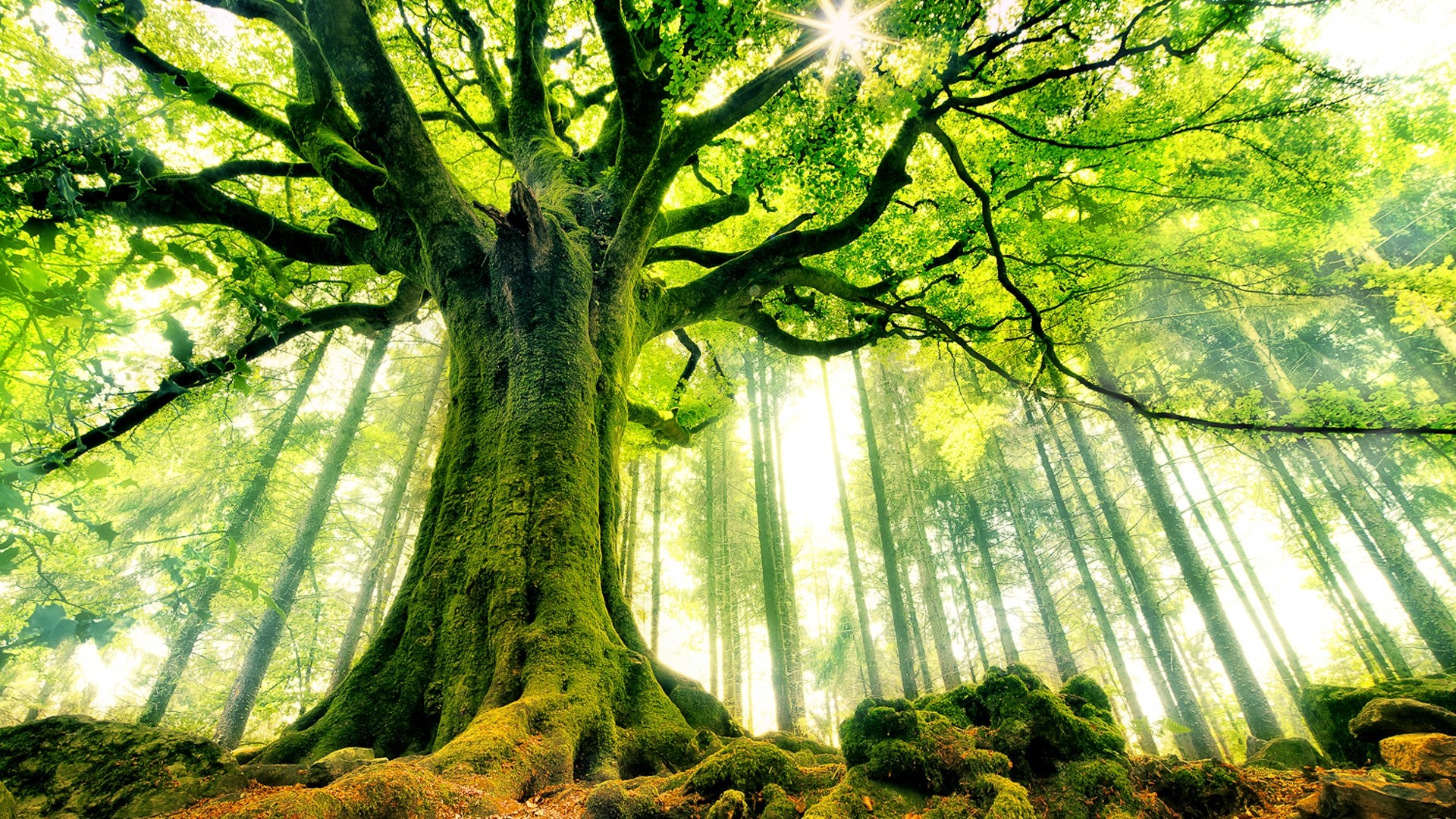 Moss-covered ancient tree in a sunlit forest HD Wallpaper