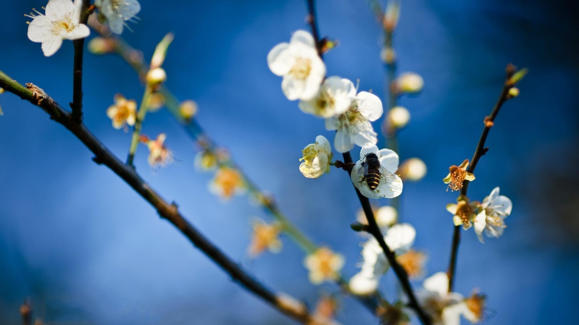 Bee on white plum blossoms HD Wallpaper