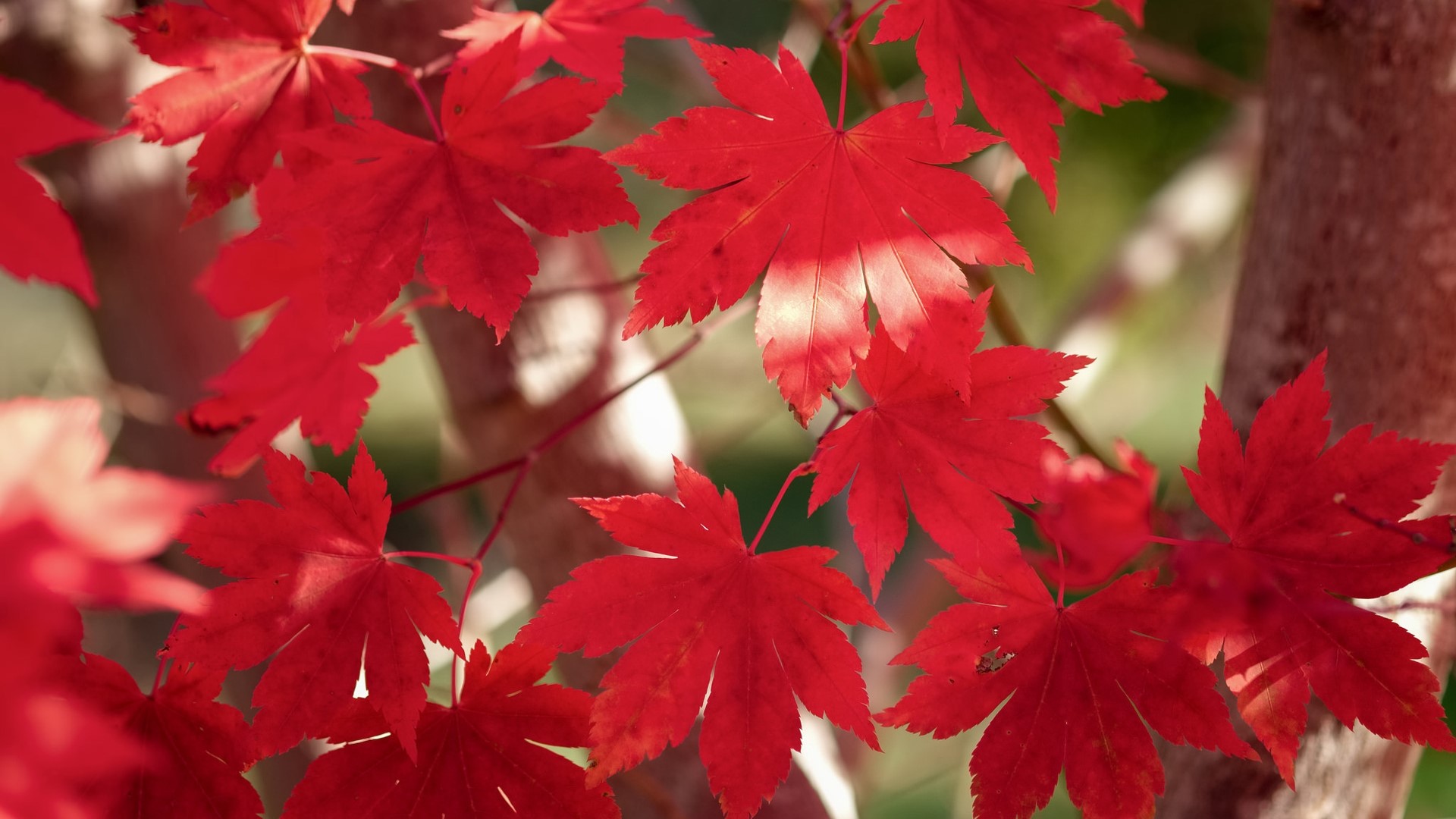Red Maple Leaves on Tree Branches HD Wallpaper
