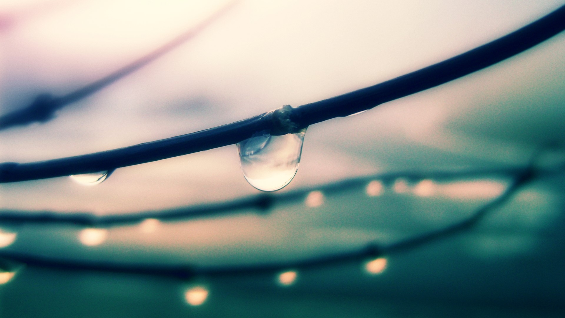 Water drop on a branch HD Wallpaper