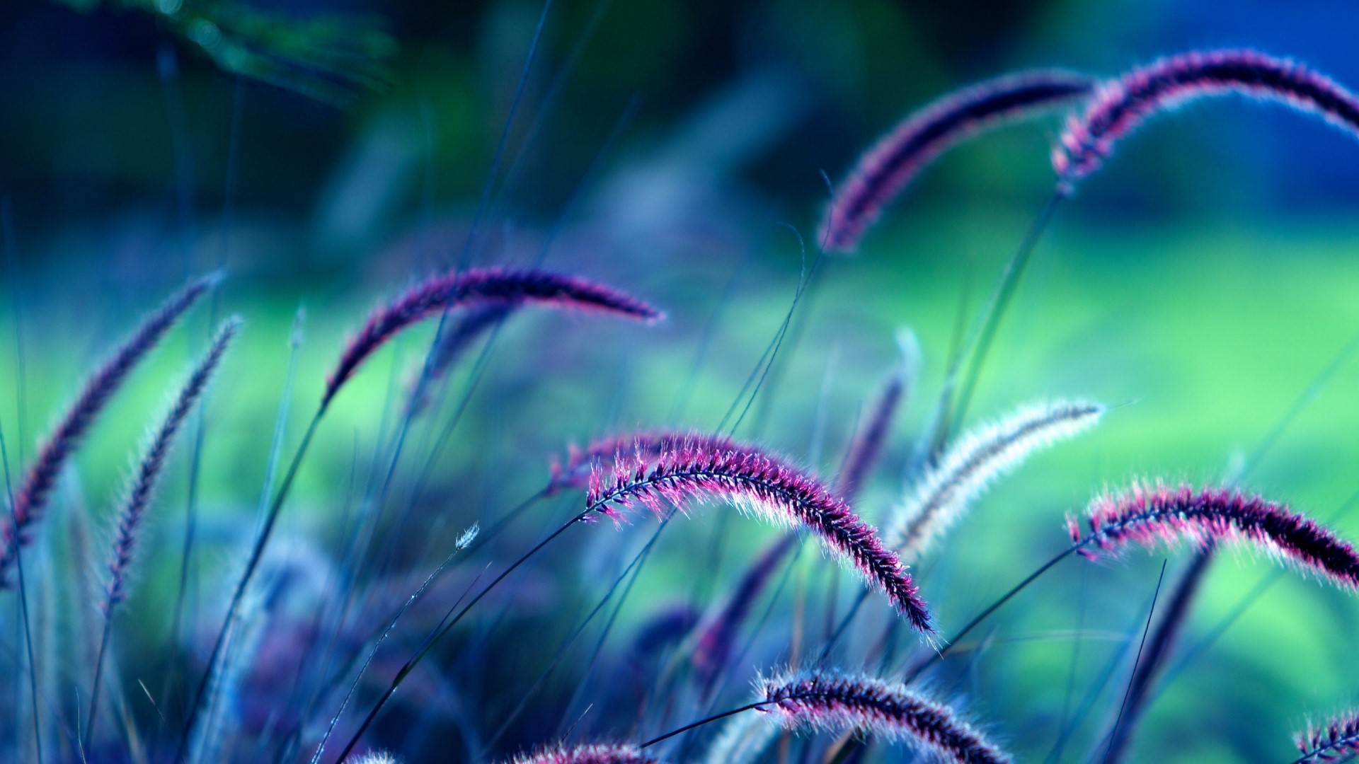 Purple Foxtail Grass in Blue and Green Light HD Wallpaper