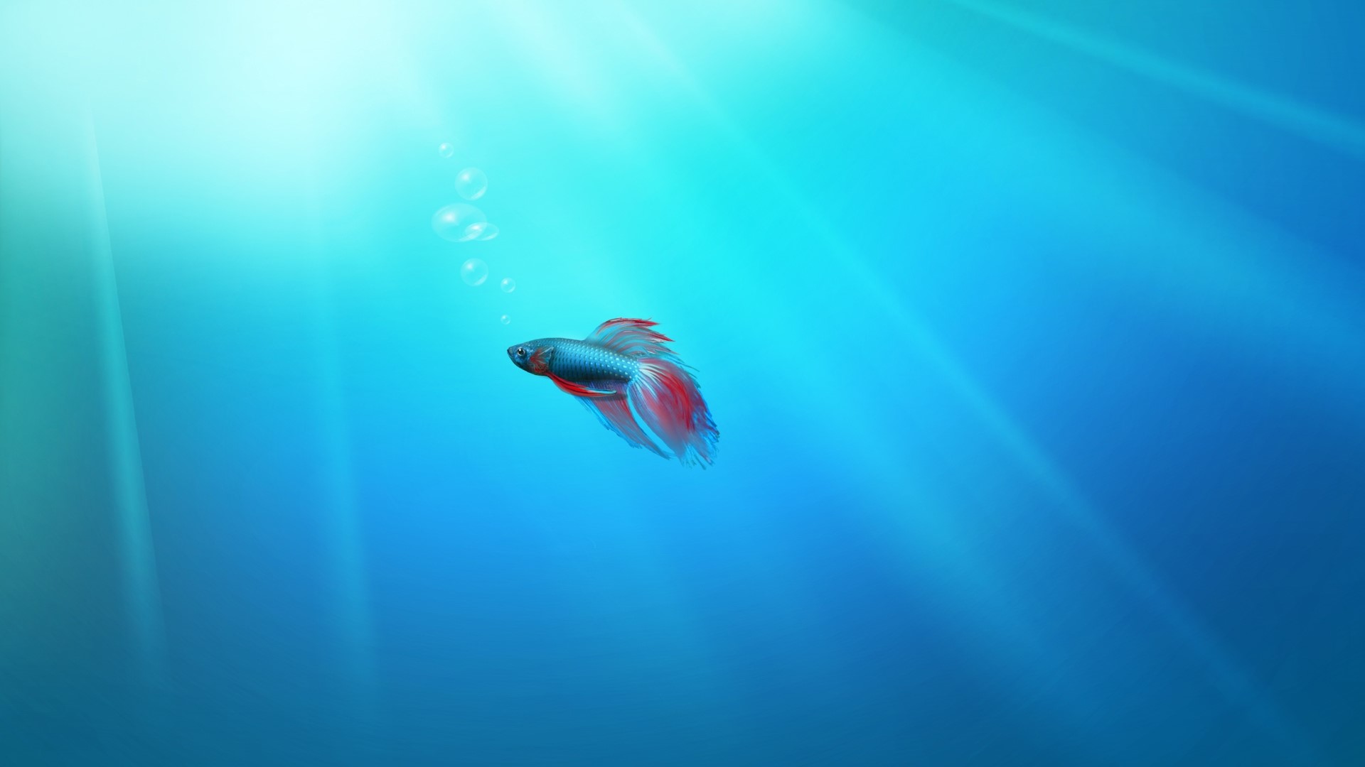Betta fish swimming in blue water with sun rays HD Wallpaper