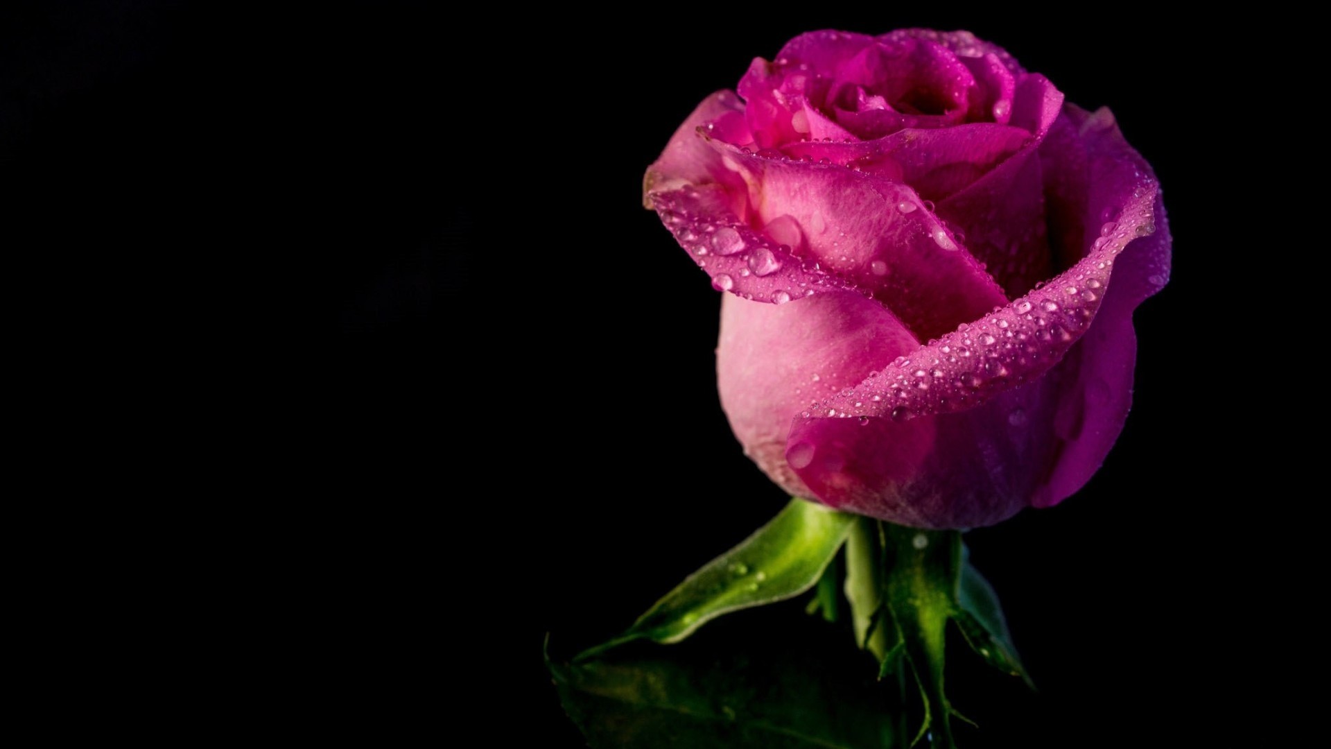 Pink rose with water drops on black background HD Wallpaper