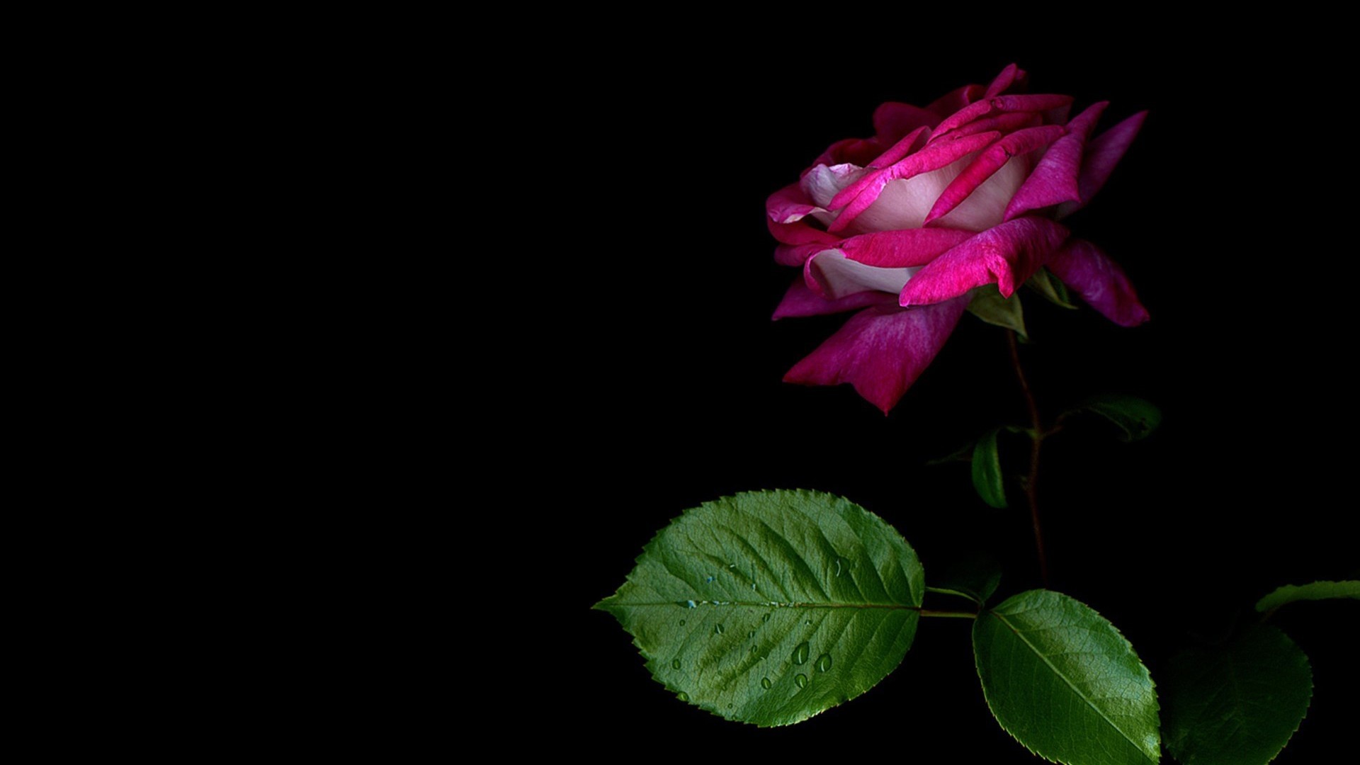 Pink and white rose with green leaves HD Wallpaper