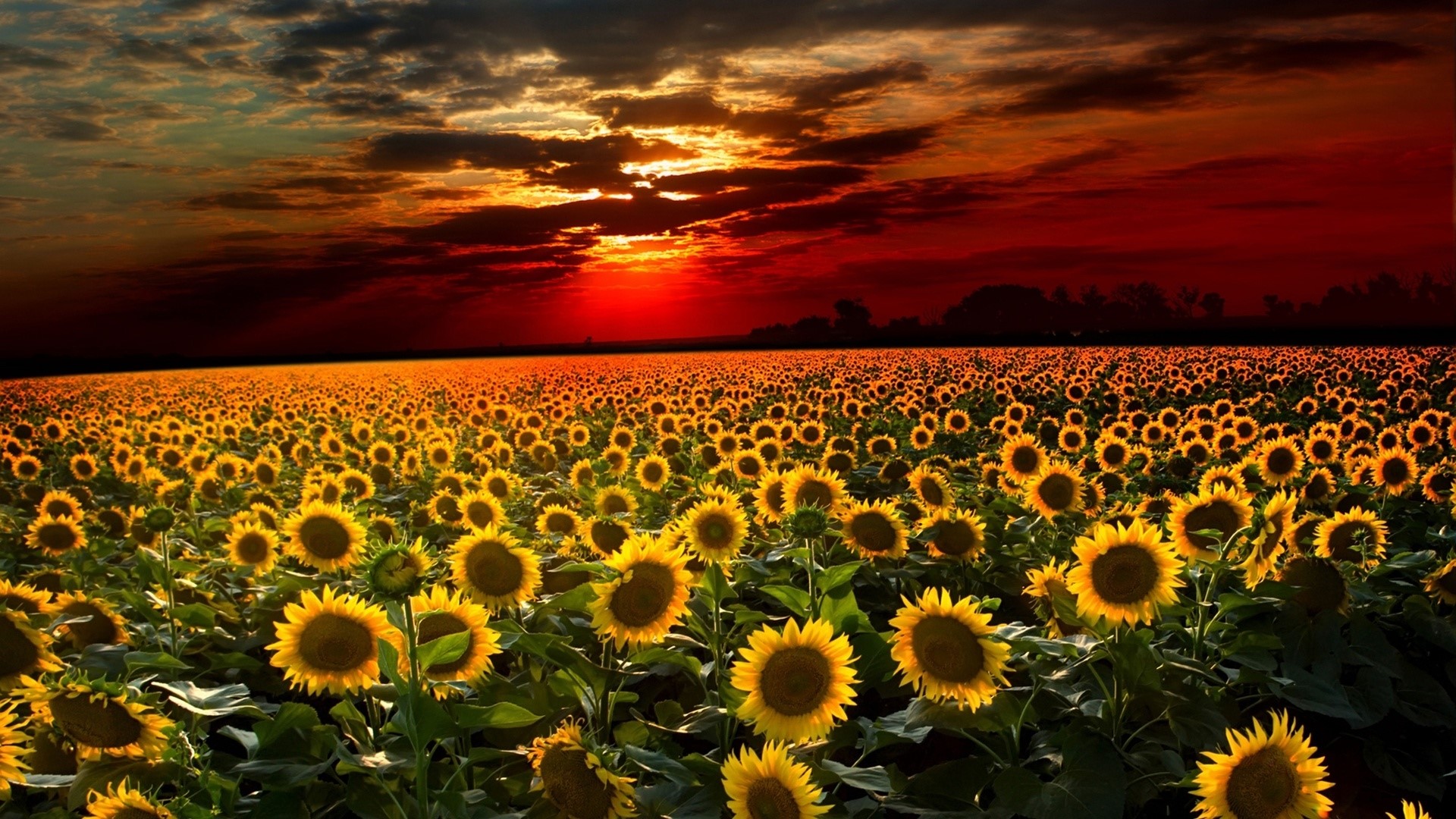 Field of sunflowers at sunset HD Wallpaper