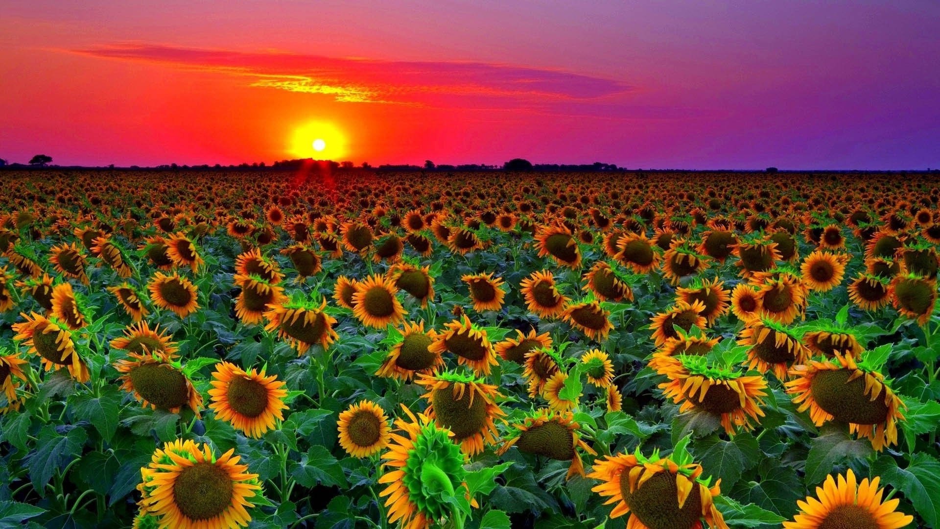 Sunset over a field of sunflowers HD Wallpaper