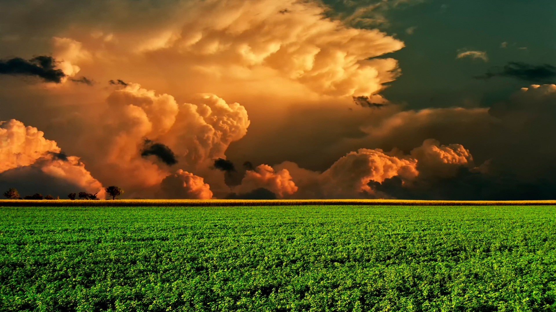 Golden clouds over a green field HD Wallpaper