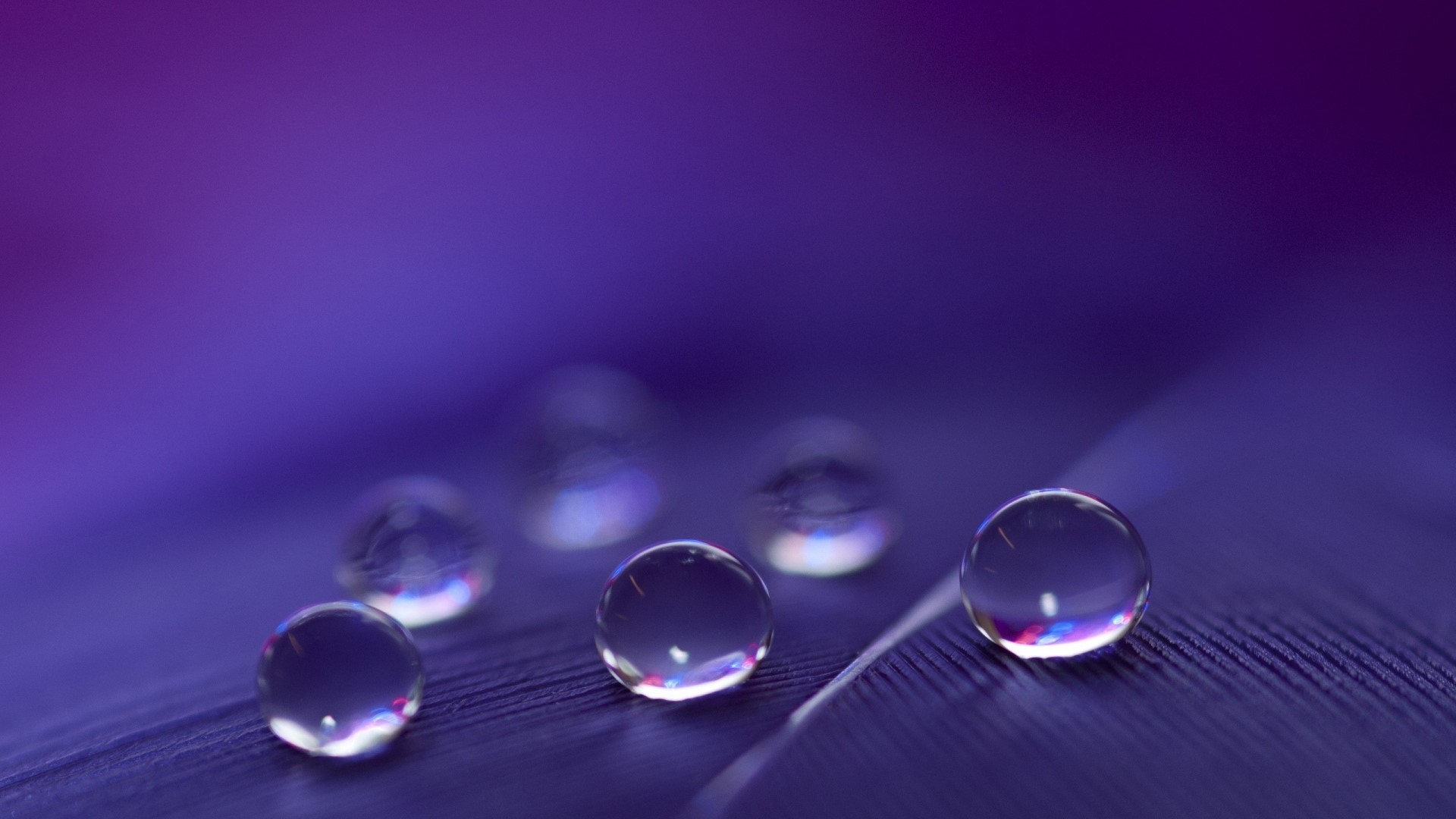 Macro Water Drops on Purple Feather HD Wallpaper