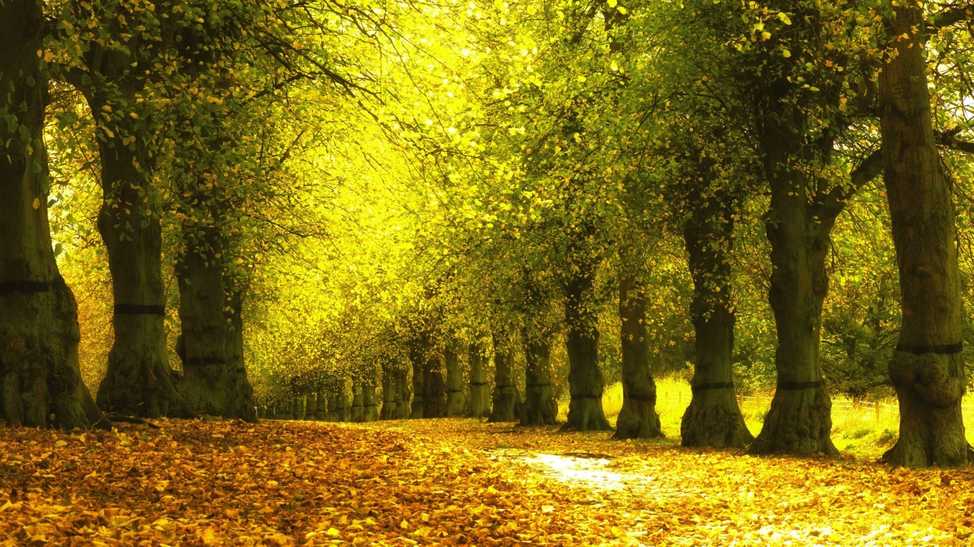 Autumn trees with fallen leaves HD Wallpaper
