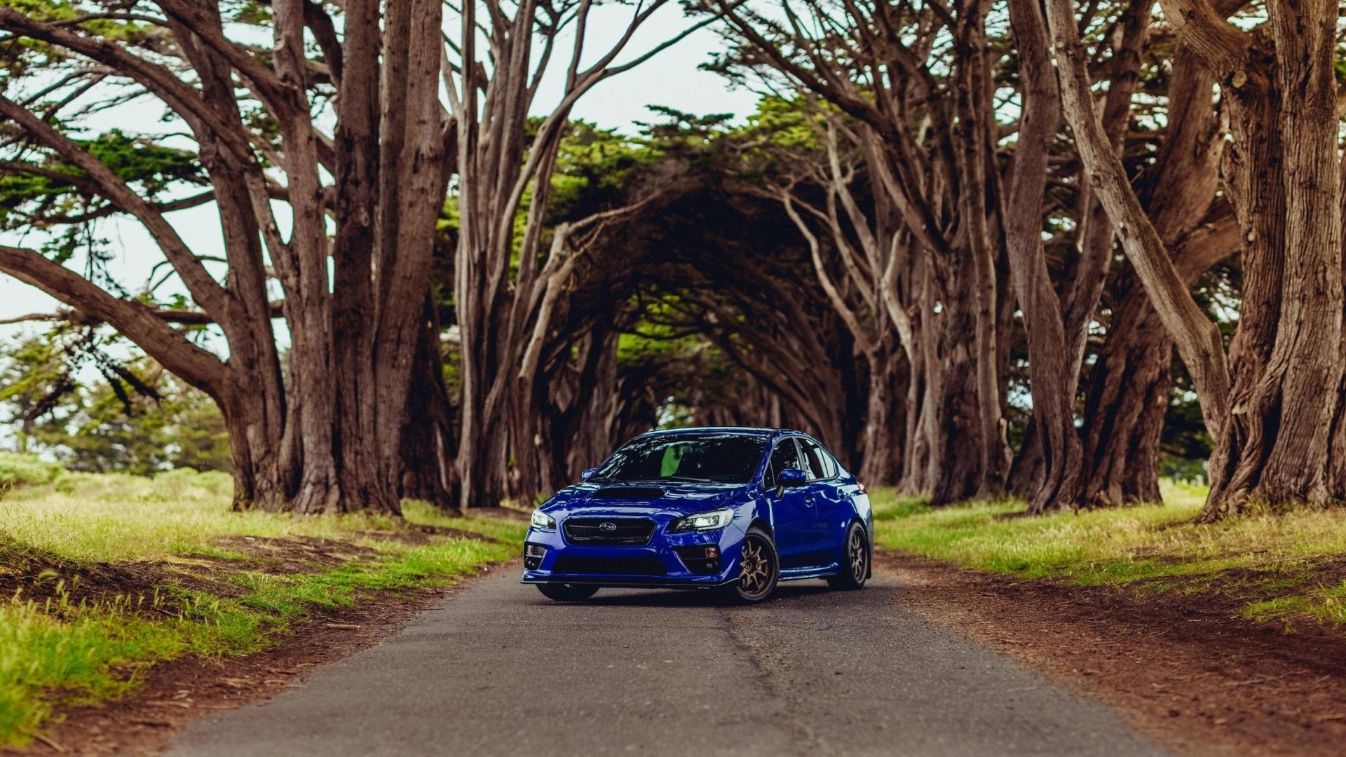 Blue Subaru WRX STI on a tree-lined road HD Wallpaper