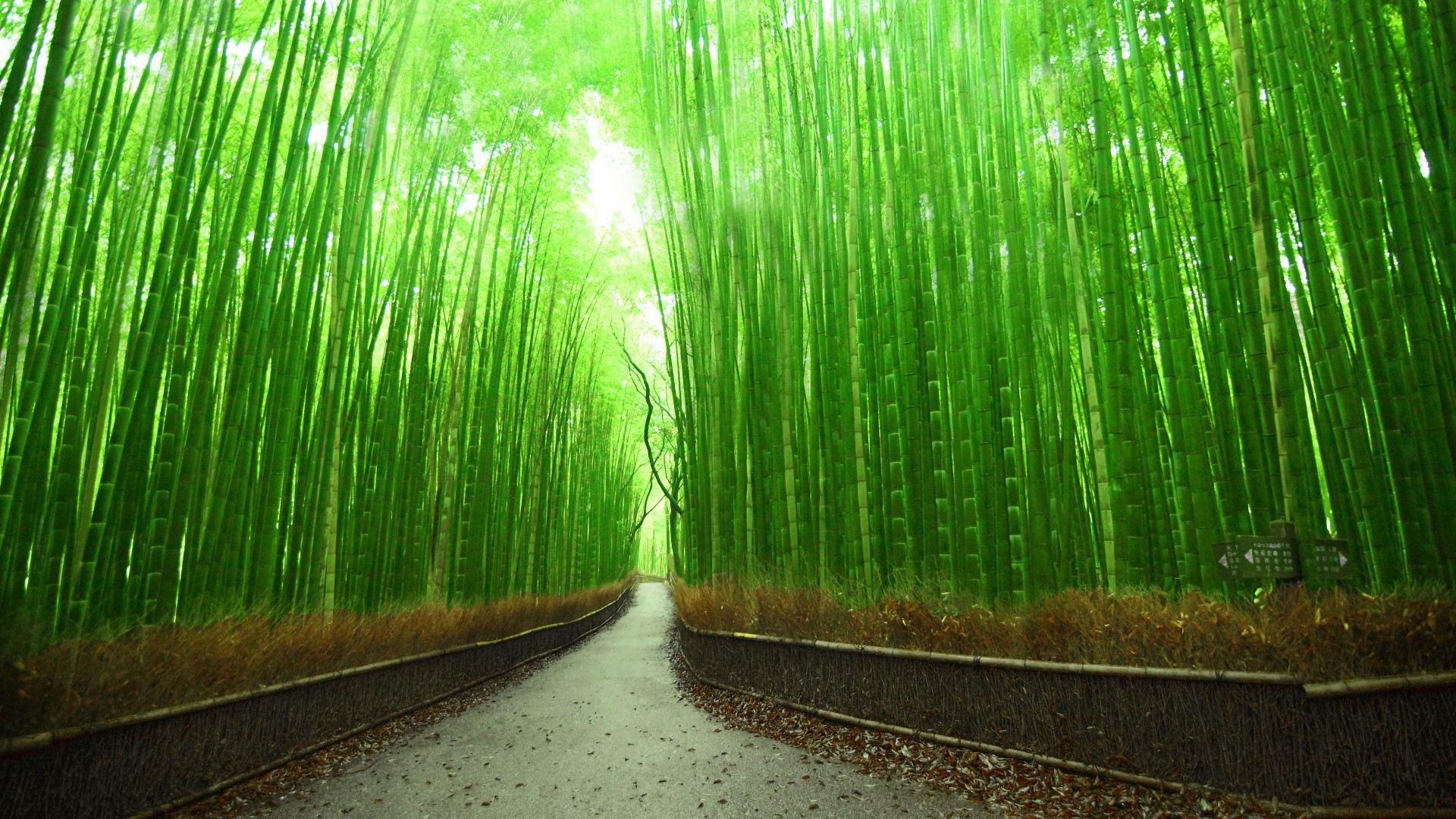 Bamboo Forest Path in Kyoto, Japan HD Wallpaper