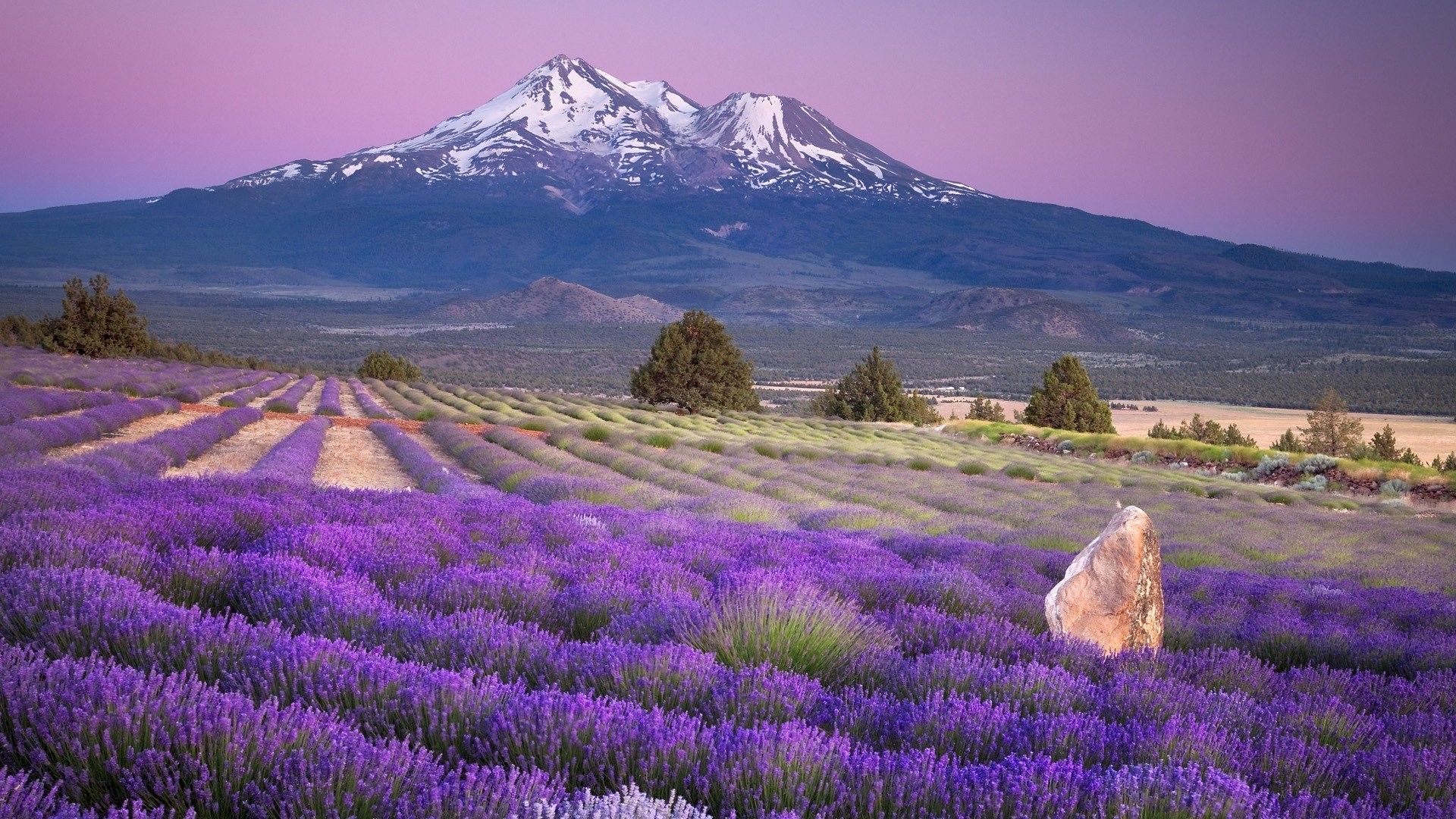 Lavender field with Mount Shasta at sunset HD Wallpaper