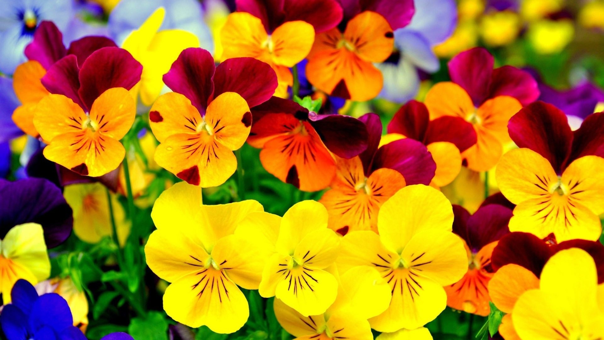 Colorful Pansies in Bloom HD Wallpaper