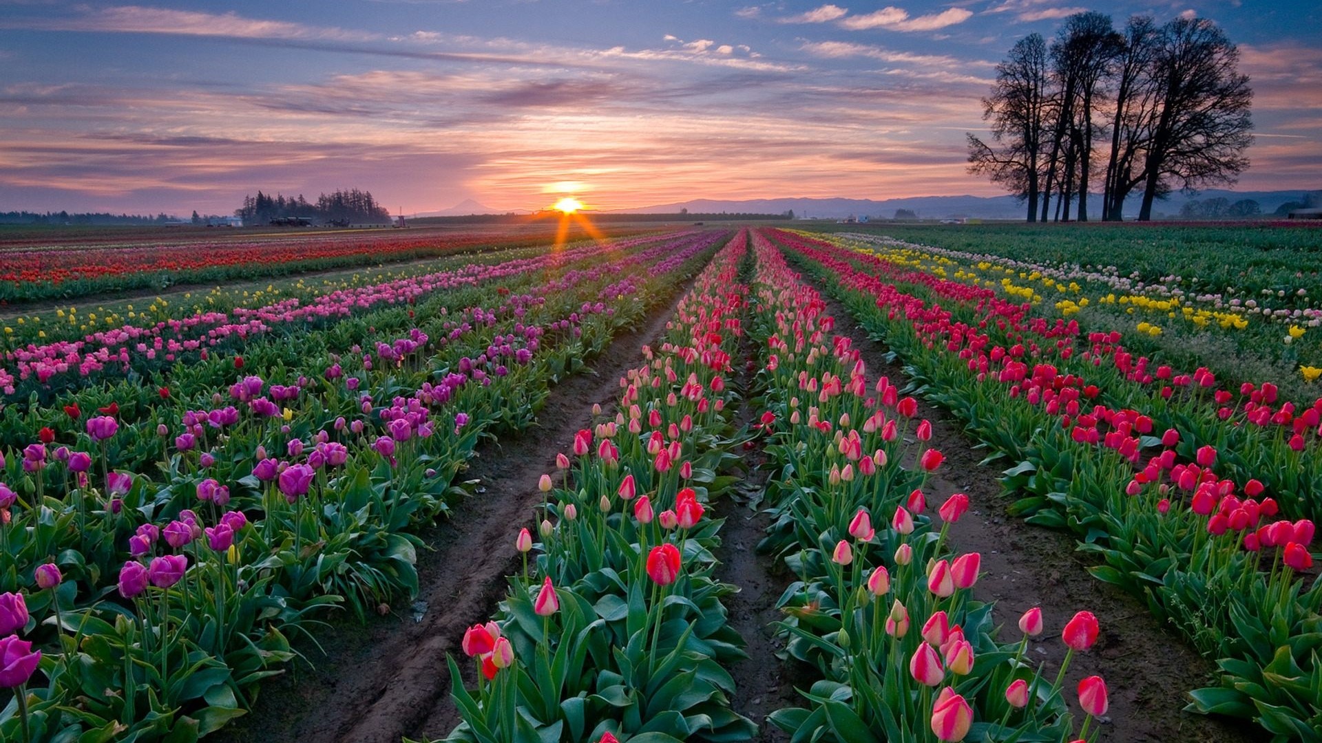 Tulip Fields at Sunset HD Wallpaper