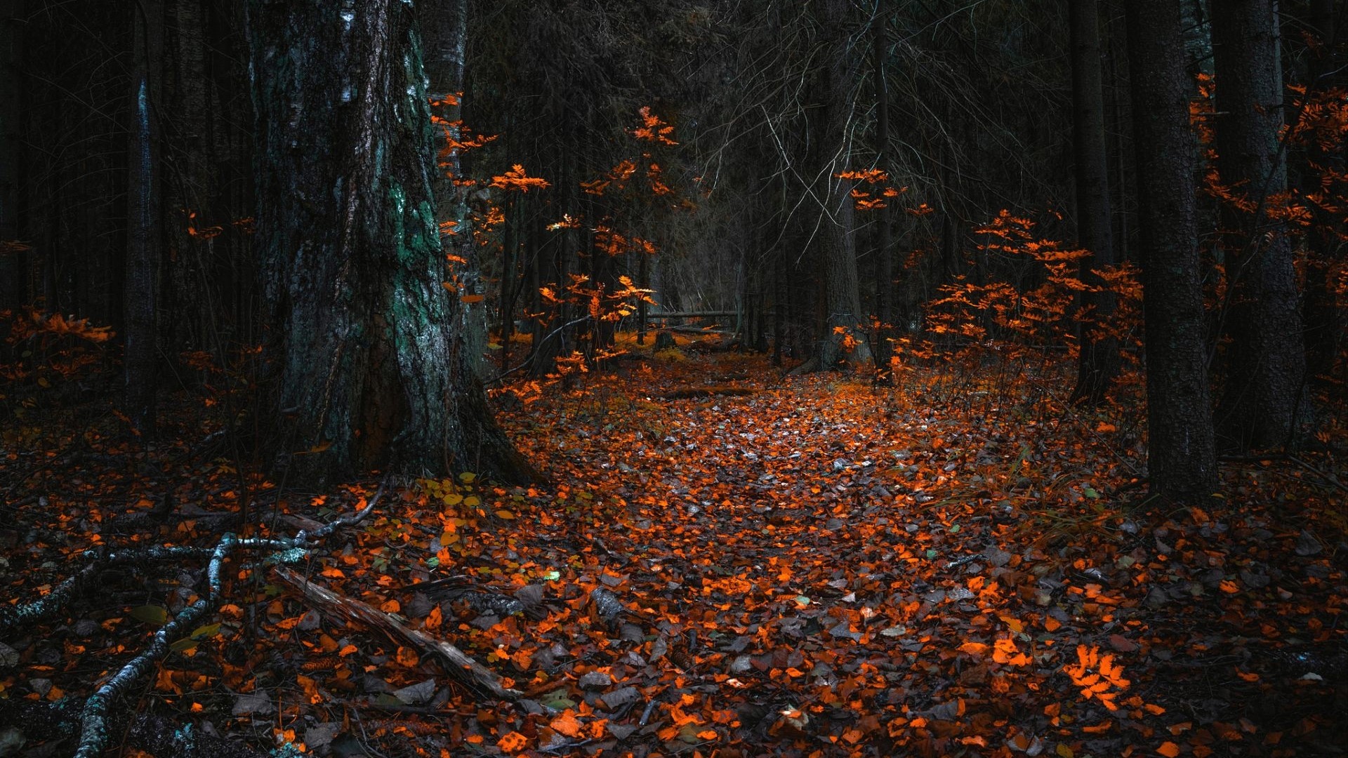 Autumn forest path covered in fallen leaves HD Wallpaper