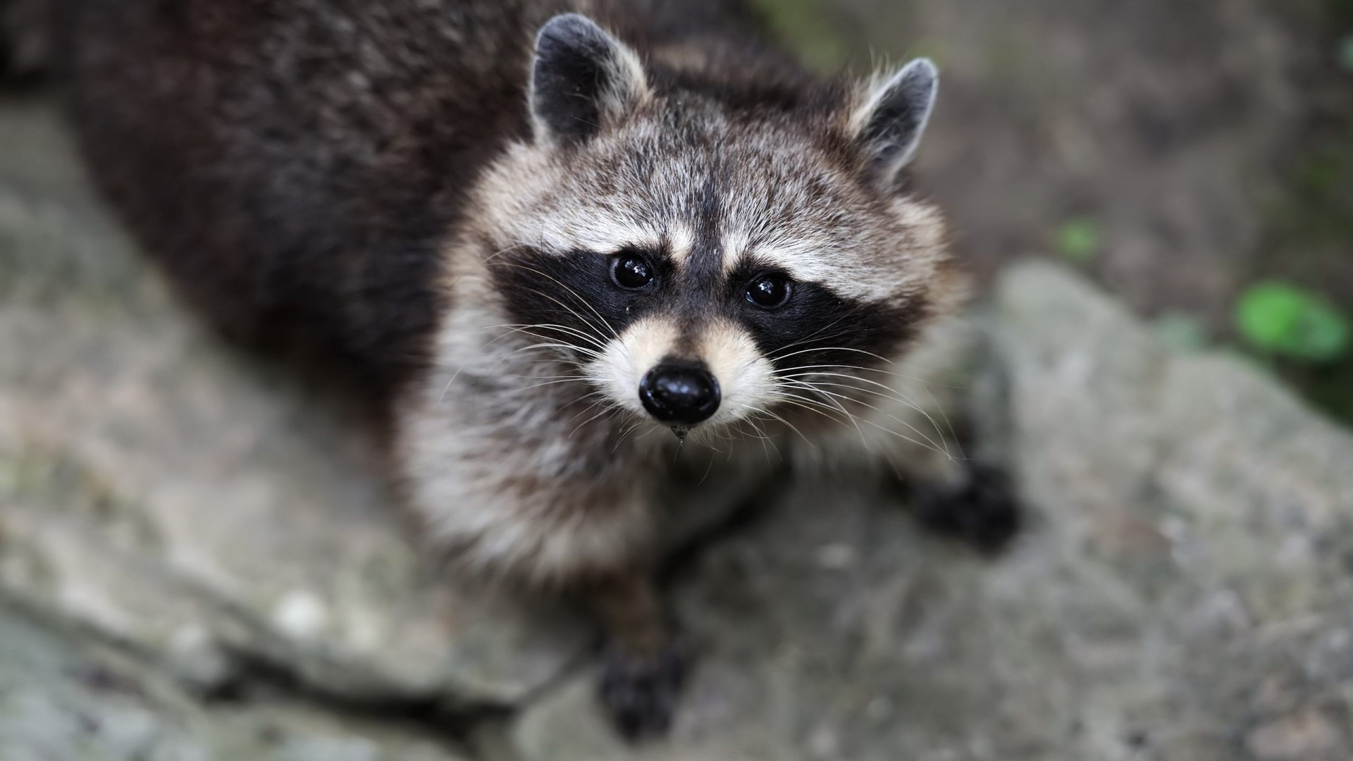 Raccoon looking up HD Wallpaper