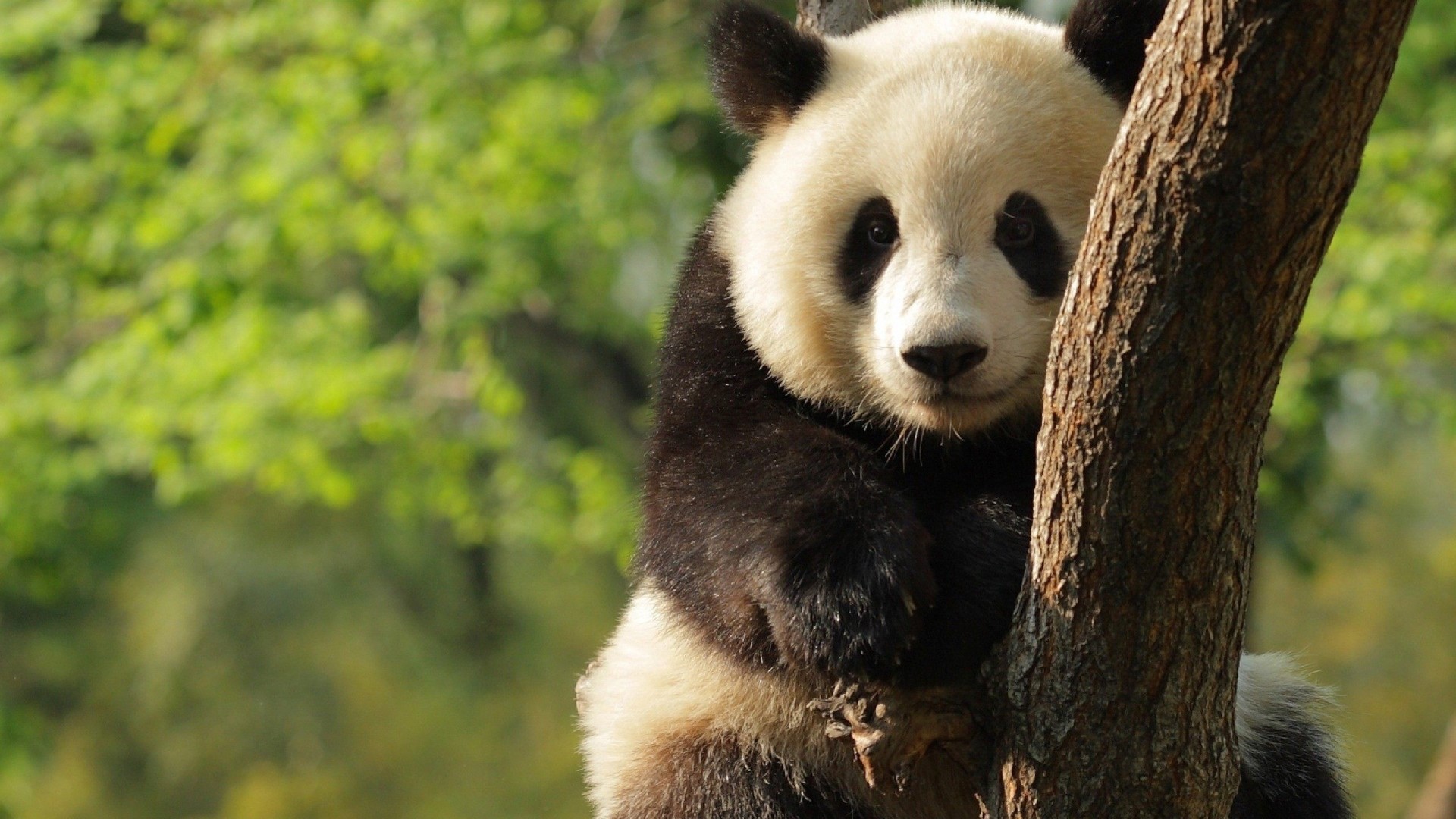 Panda Bear in a Tree HD Wallpaper