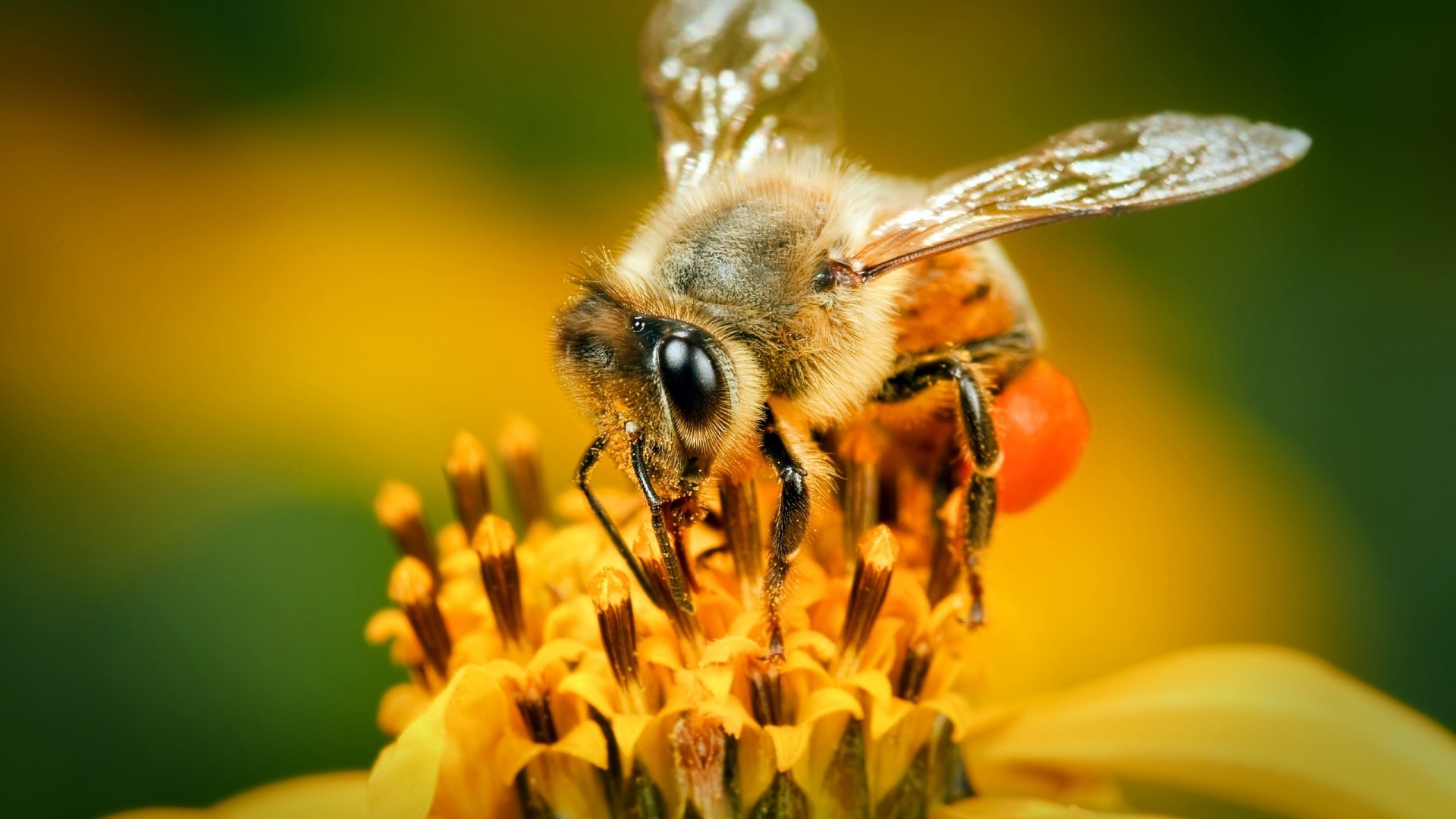 Honey Bee on Yellow Flower HD Wallpaper