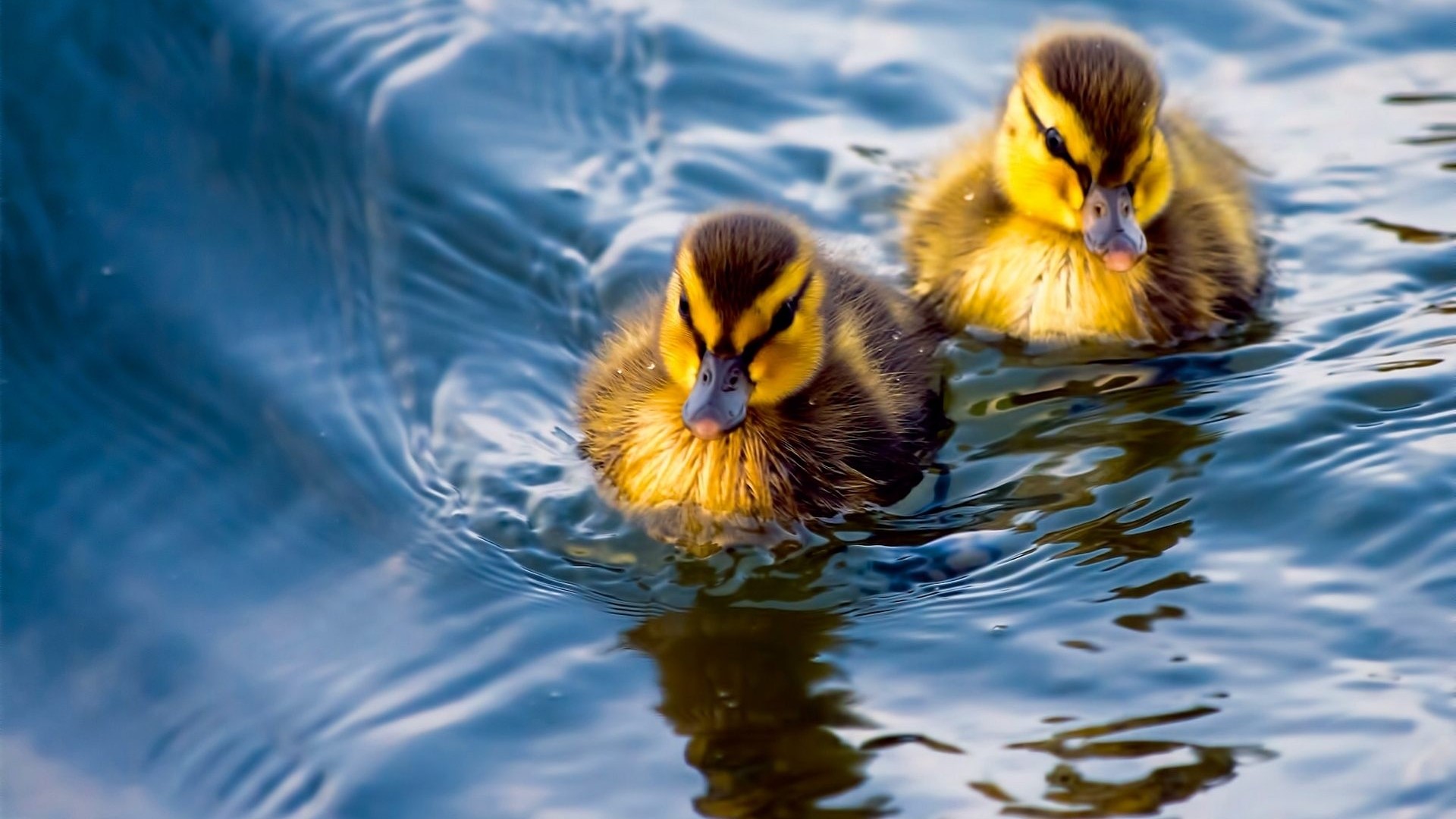 Two ducklings swimming in blue water HD Wallpaper
