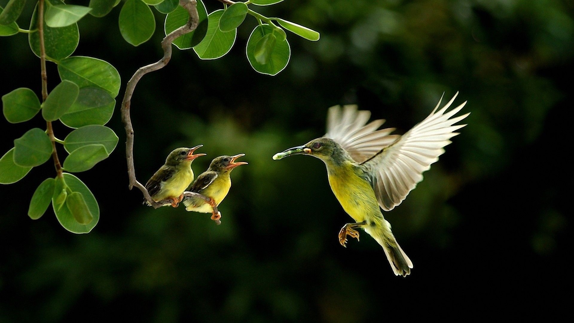 Hummingbird feeding chicks on a branch HD Wallpaper