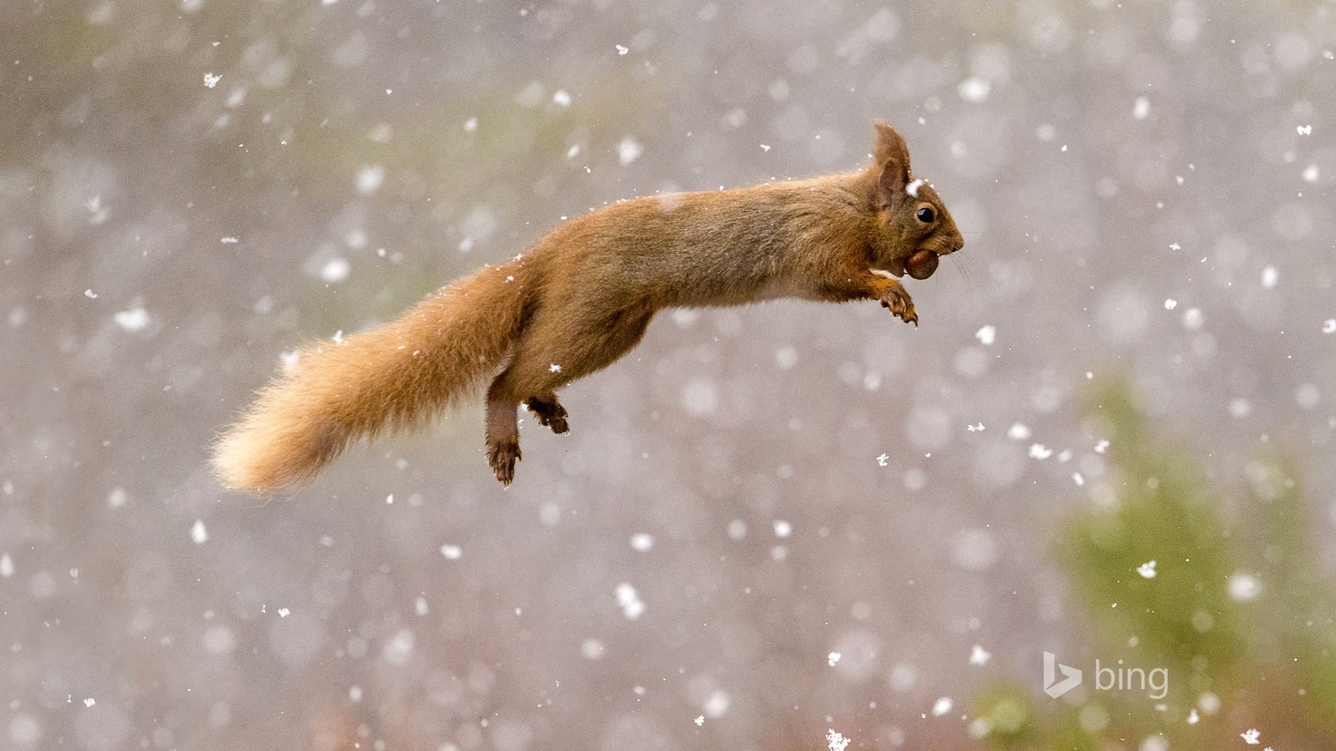 Red squirrel jumping with a nut in snow HD Wallpaper