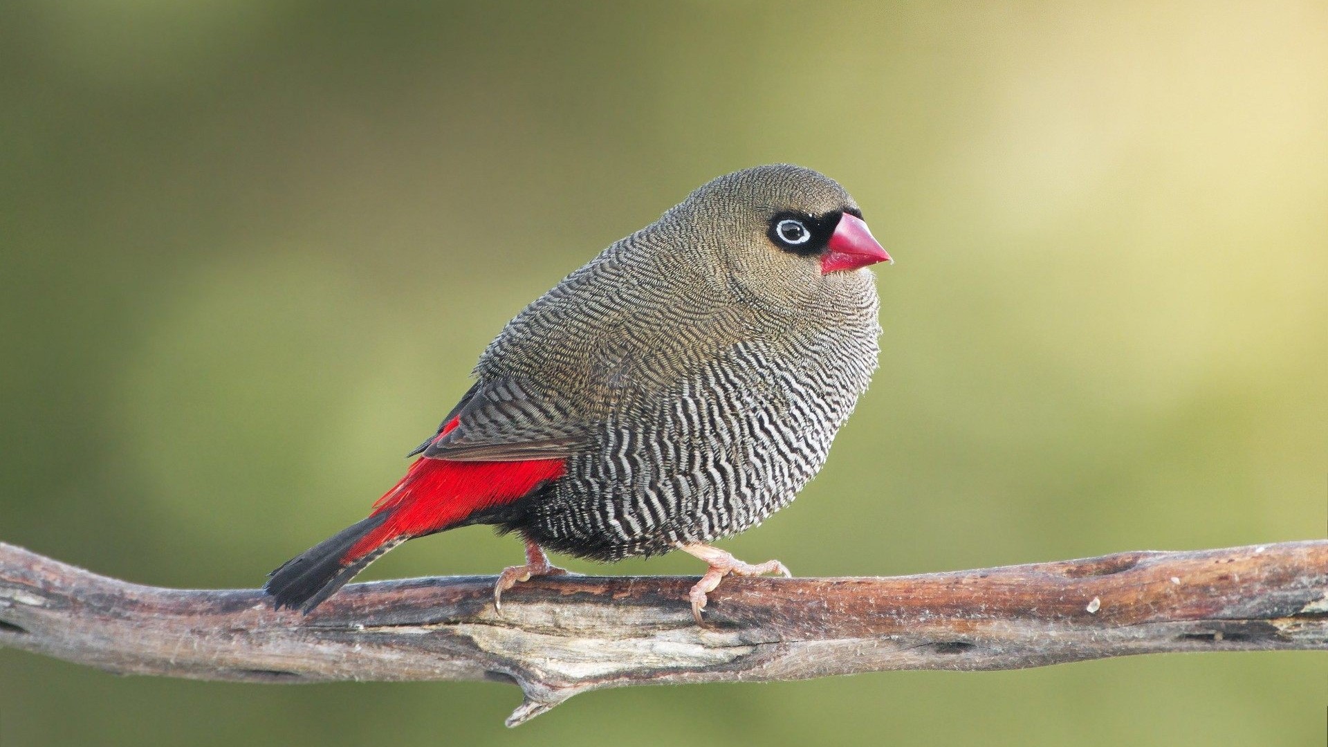 Firetail bird perched on a branch HD Wallpaper