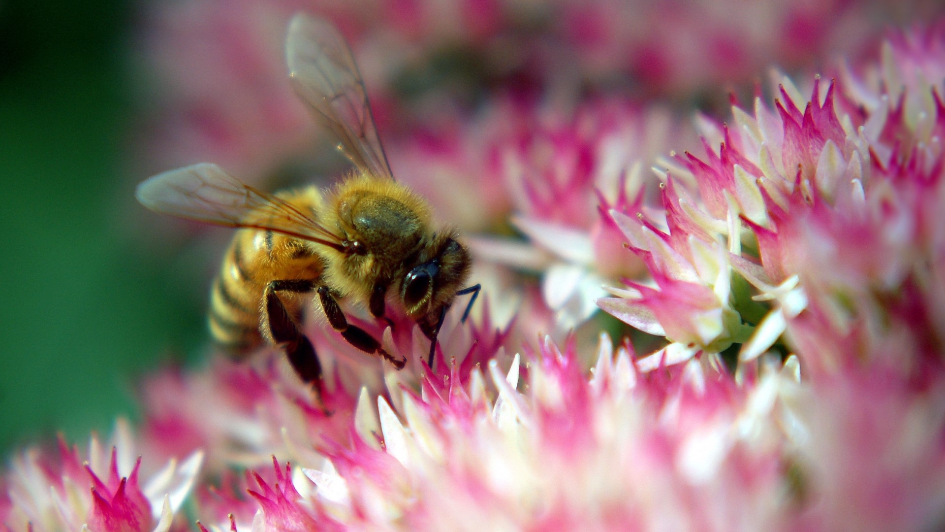 Honey Bee on Pink and White Flowers HD Wallpaper