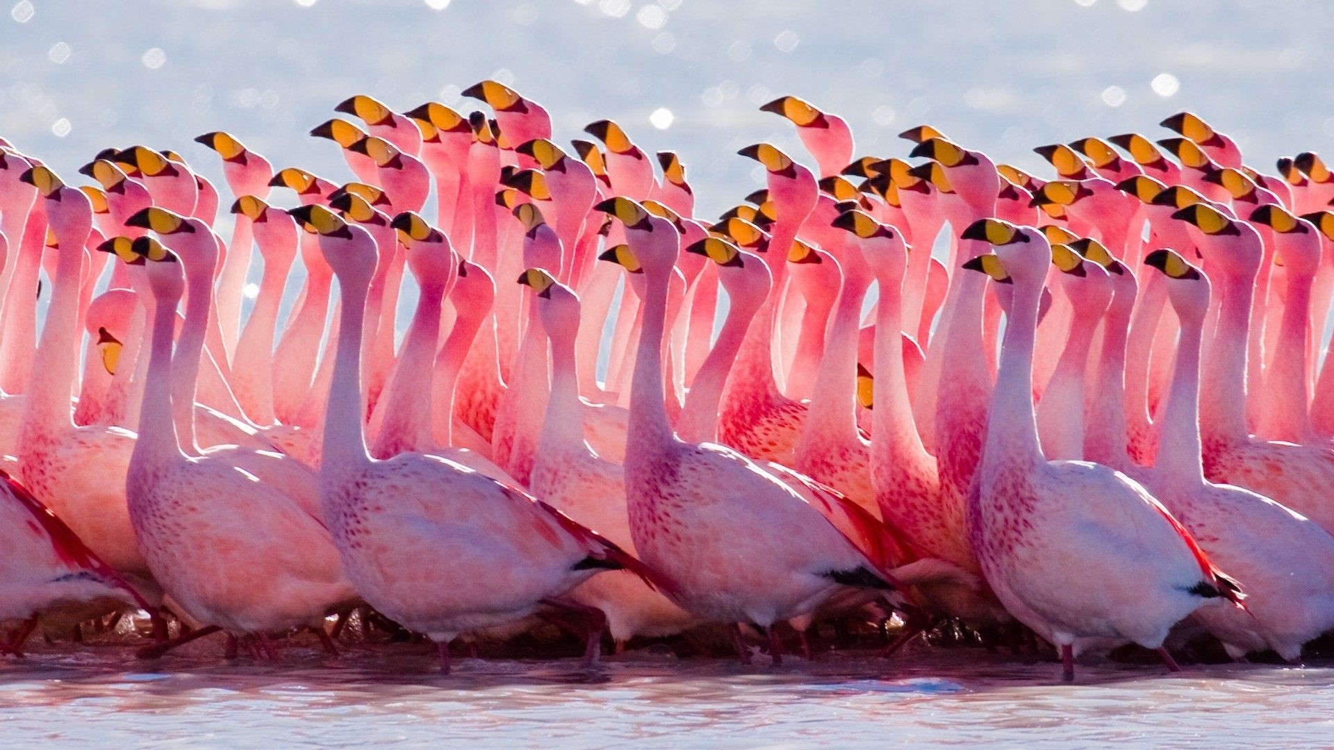 A flock of pink flamingos in shallow water HD Wallpaper