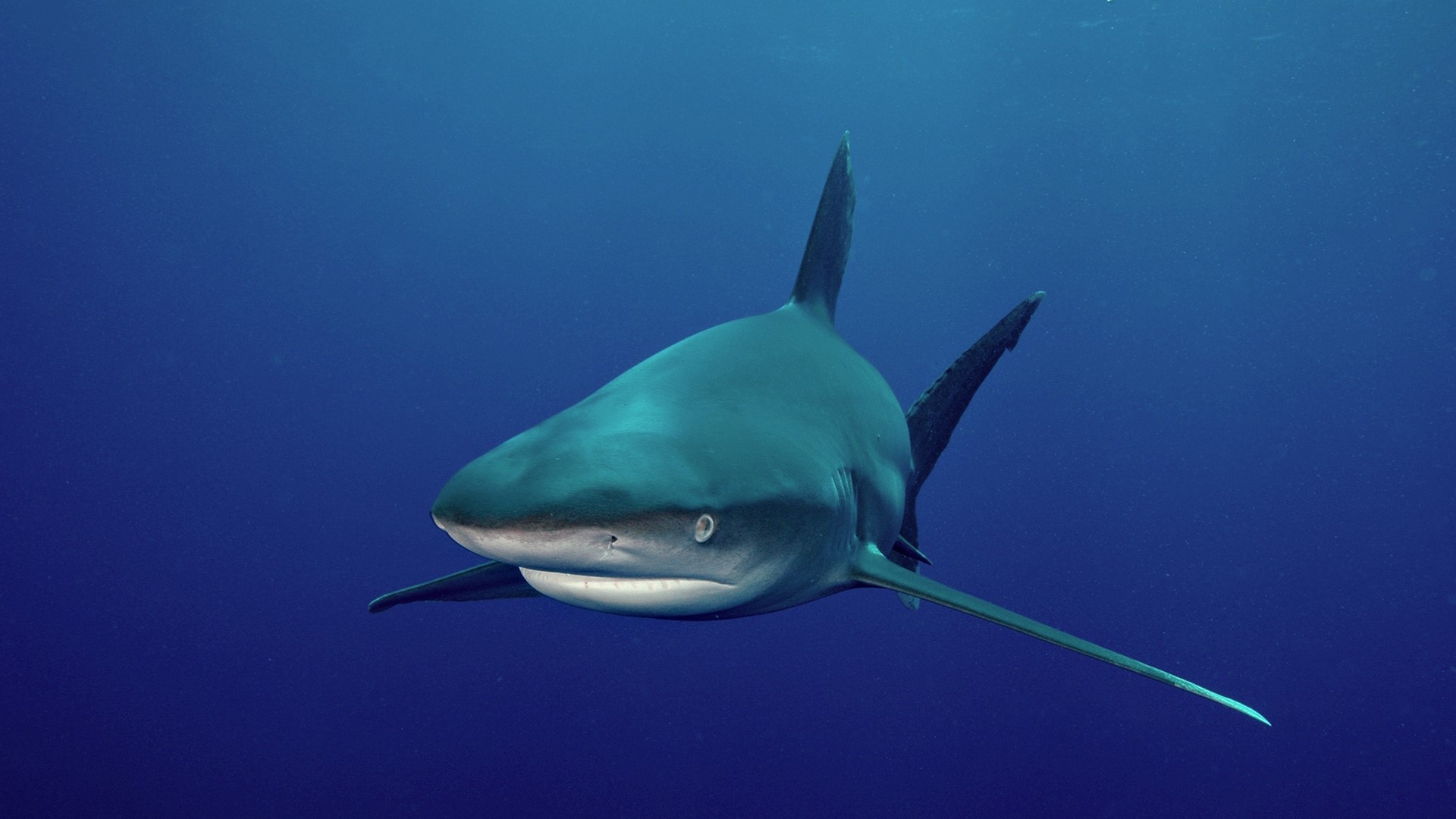 Shark swimming in the deep blue ocean HD Wallpaper
