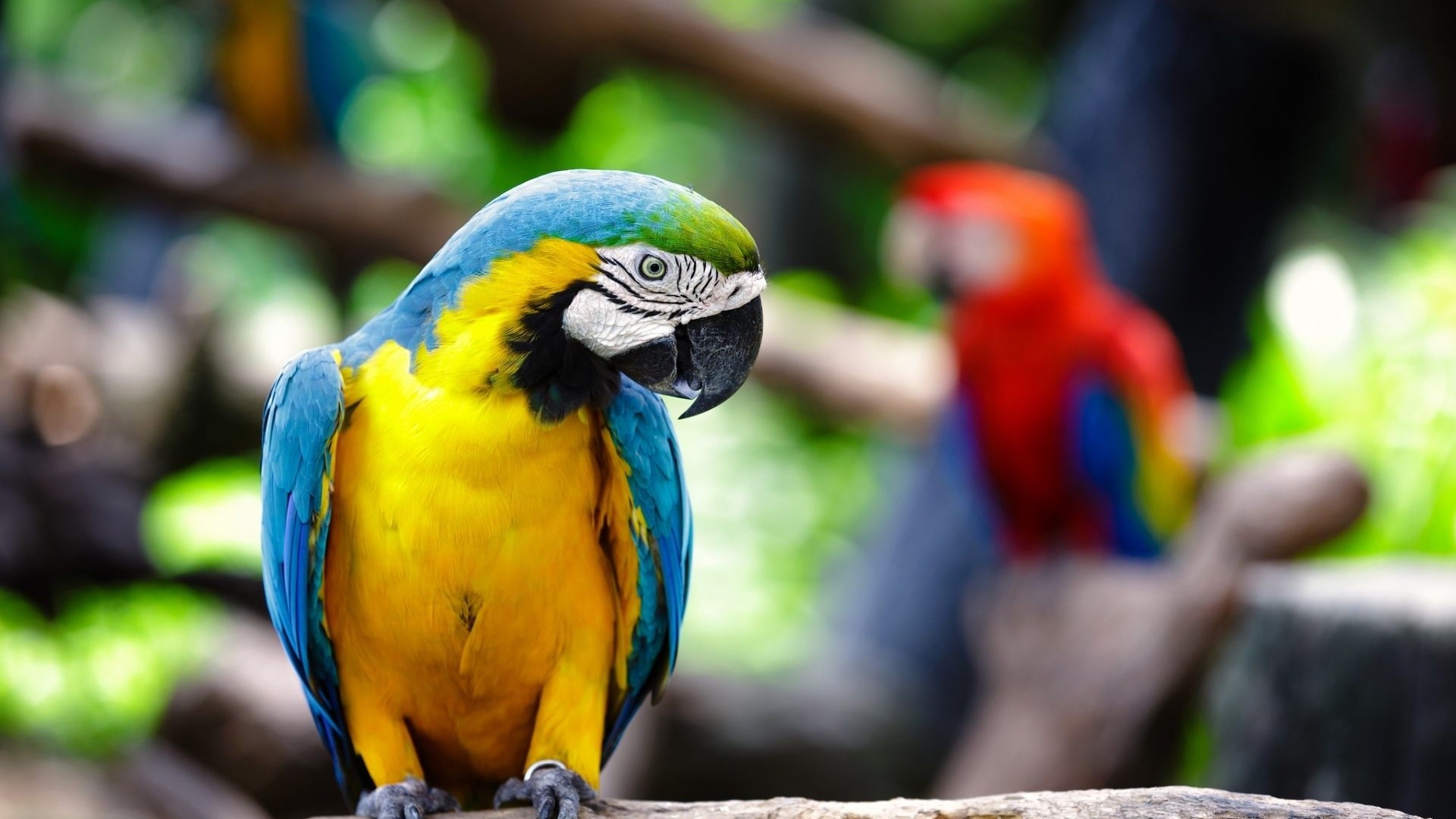 Blue and yellow macaw parrot HD Wallpaper