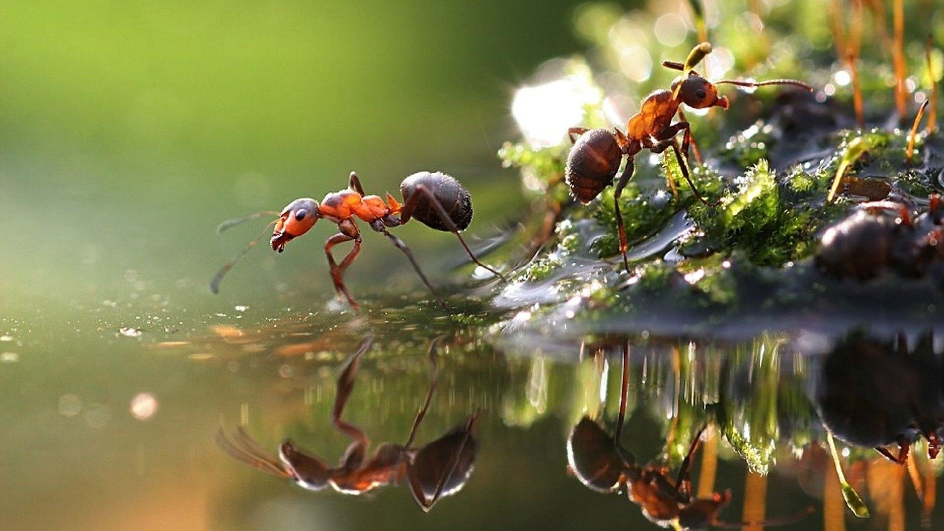 Two red ants near water reflection HD Wallpaper
