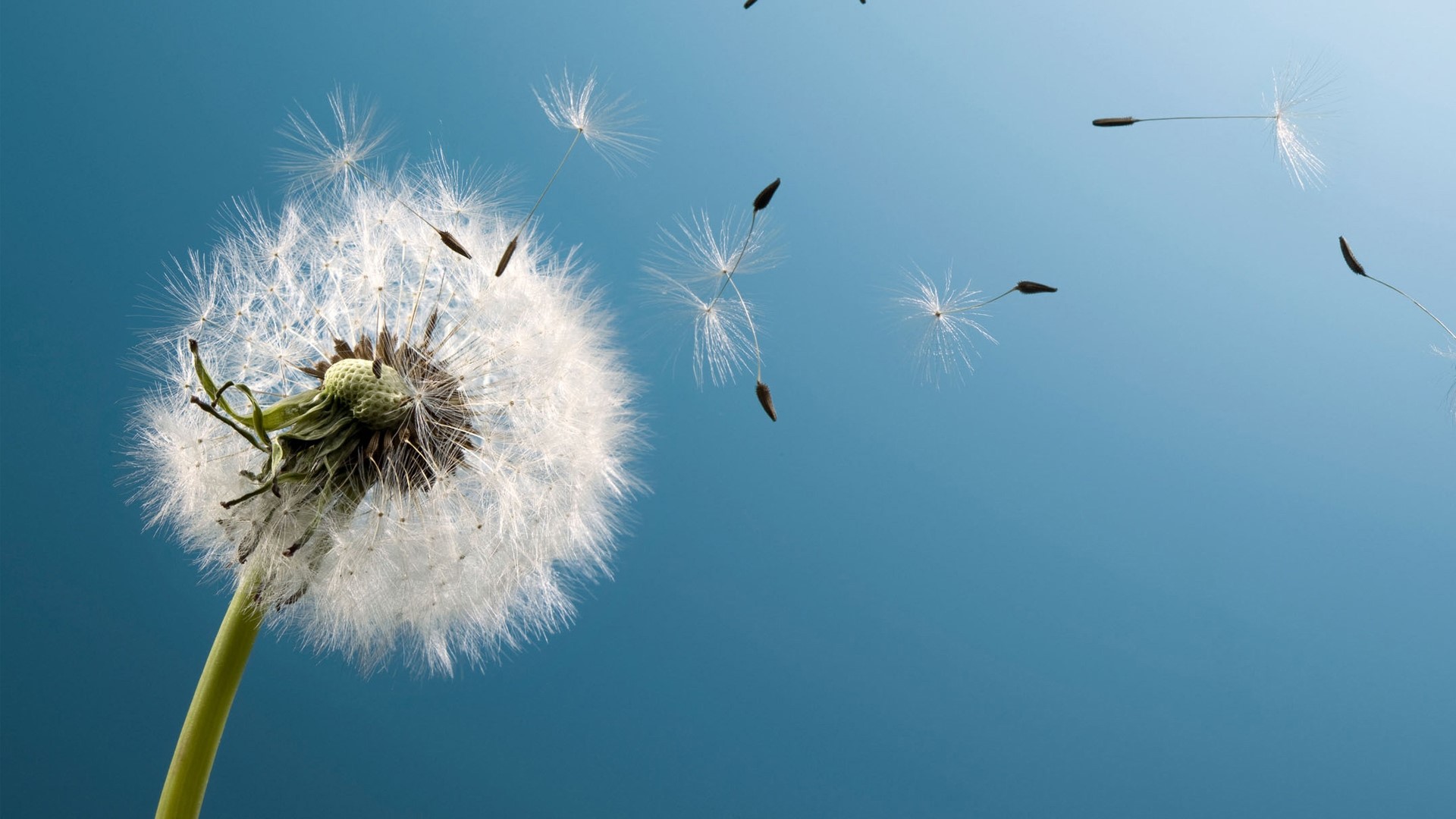 Dandelion Seeds Blowing in the Wind HD Wallpaper