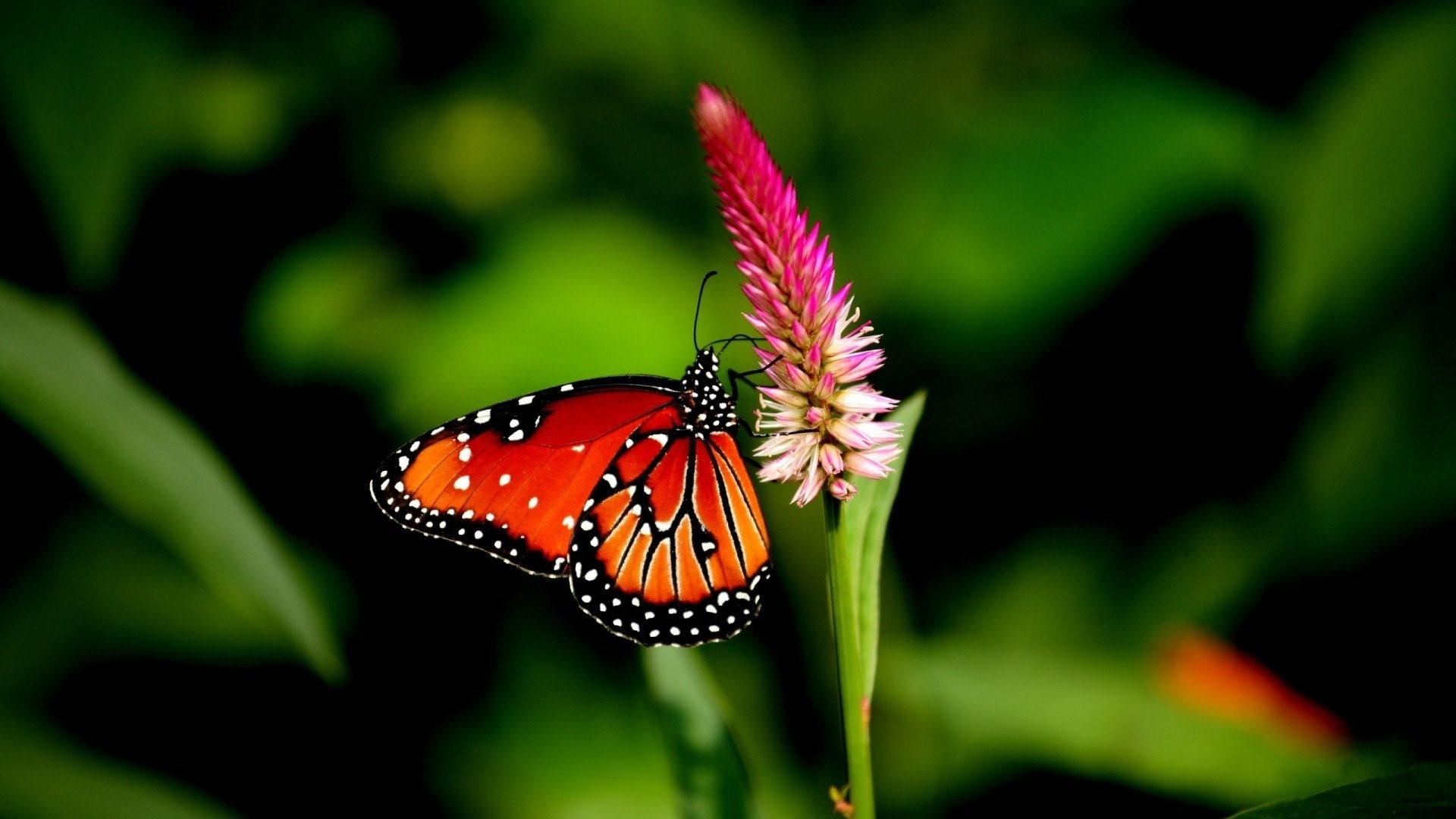 Orange butterfly on a pink flower HD Wallpaper
