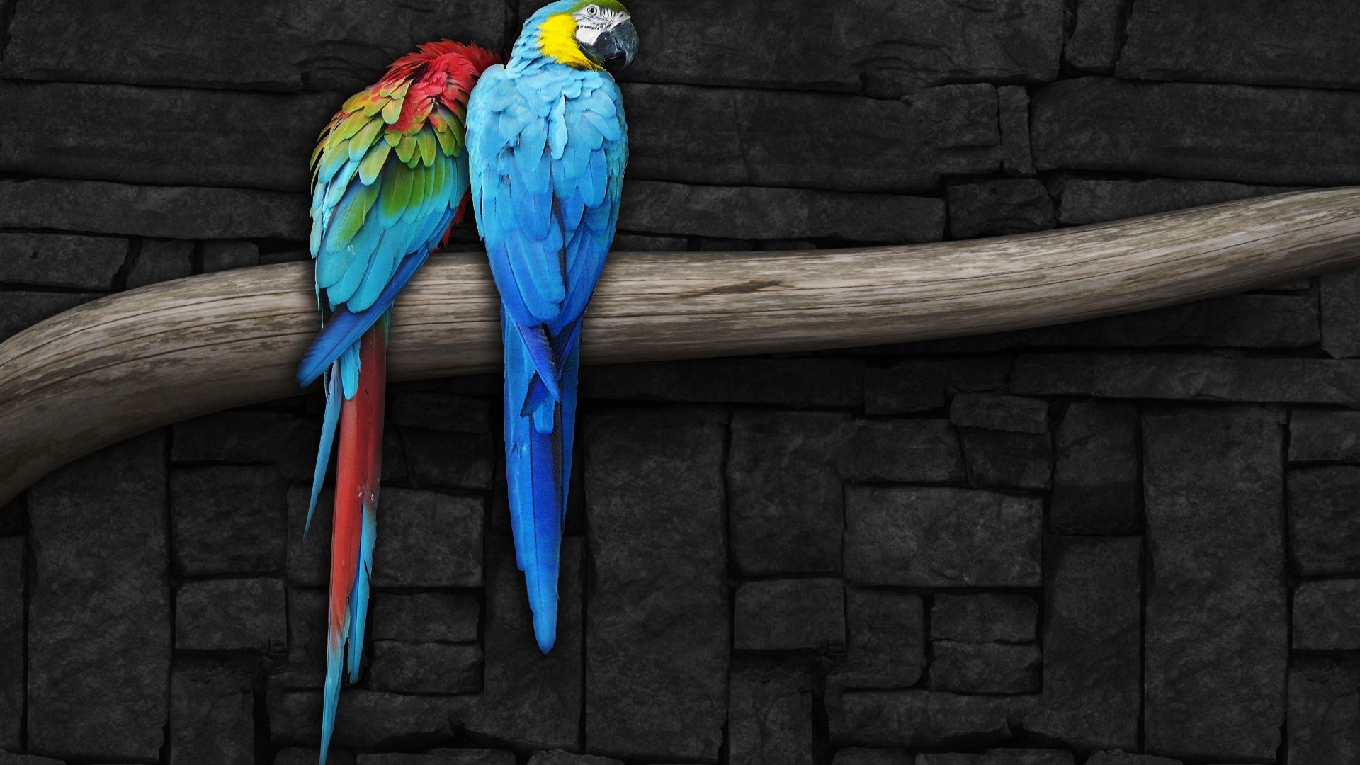 Pair of Macaw Parrots on a Branch HD Wallpaper