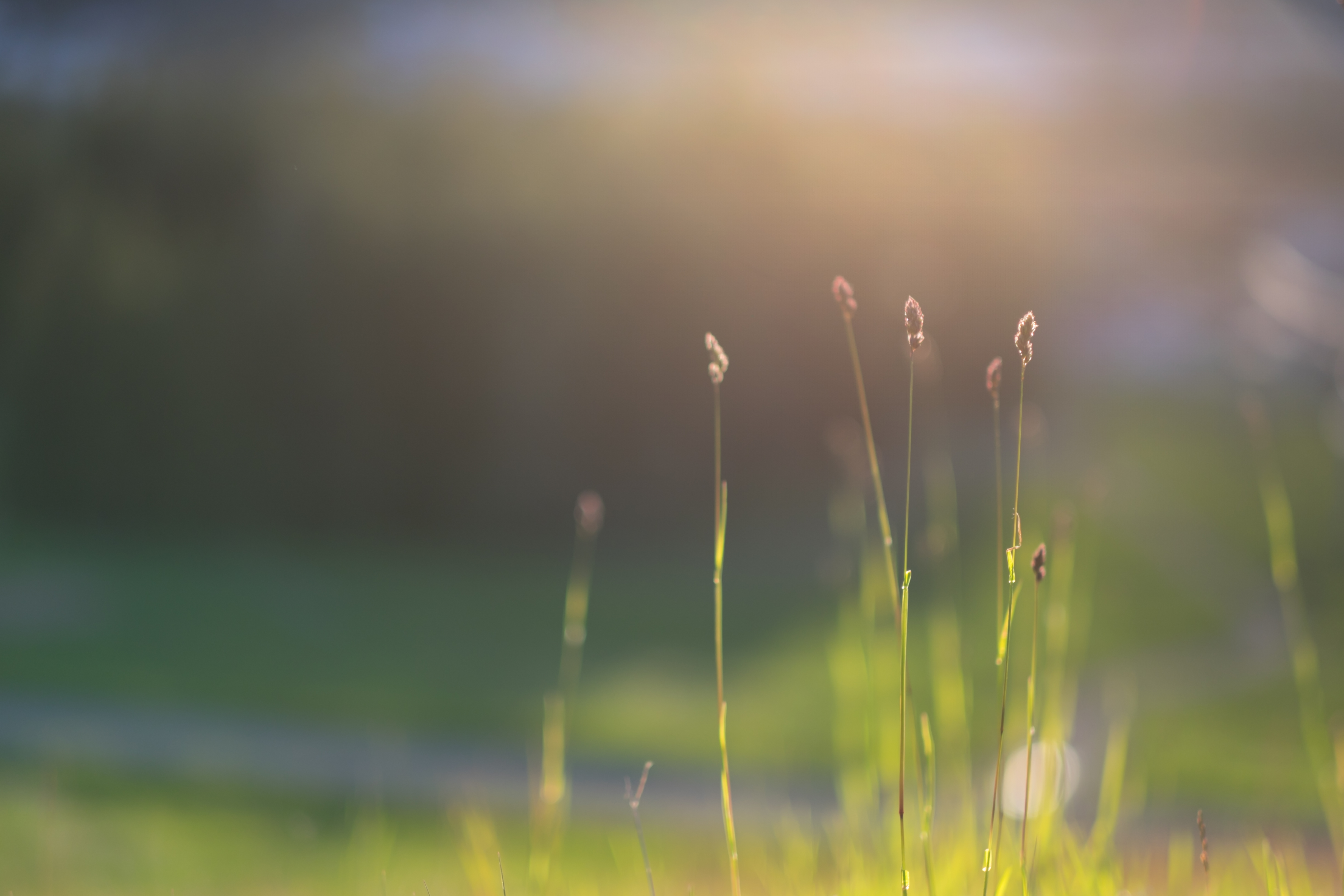 Grass in Morning Light 4K HD Wallpaper