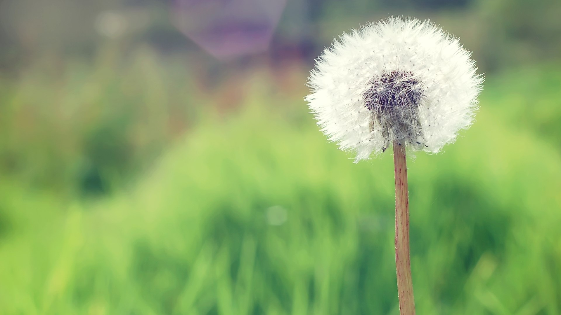 Dandelion in a green field HD Wallpaper