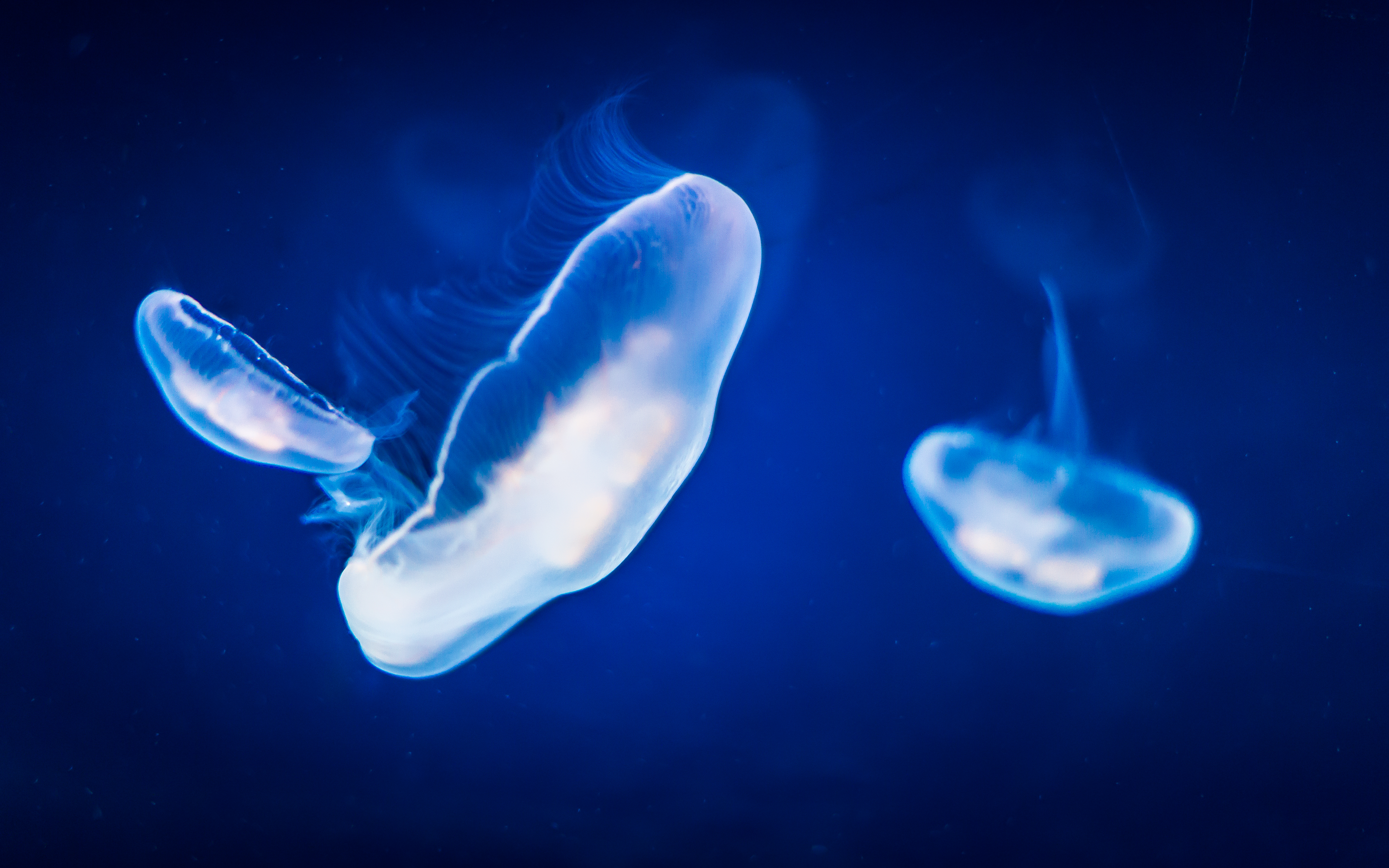 Three glowing jellyfish in dark blue water HD Wallpaper