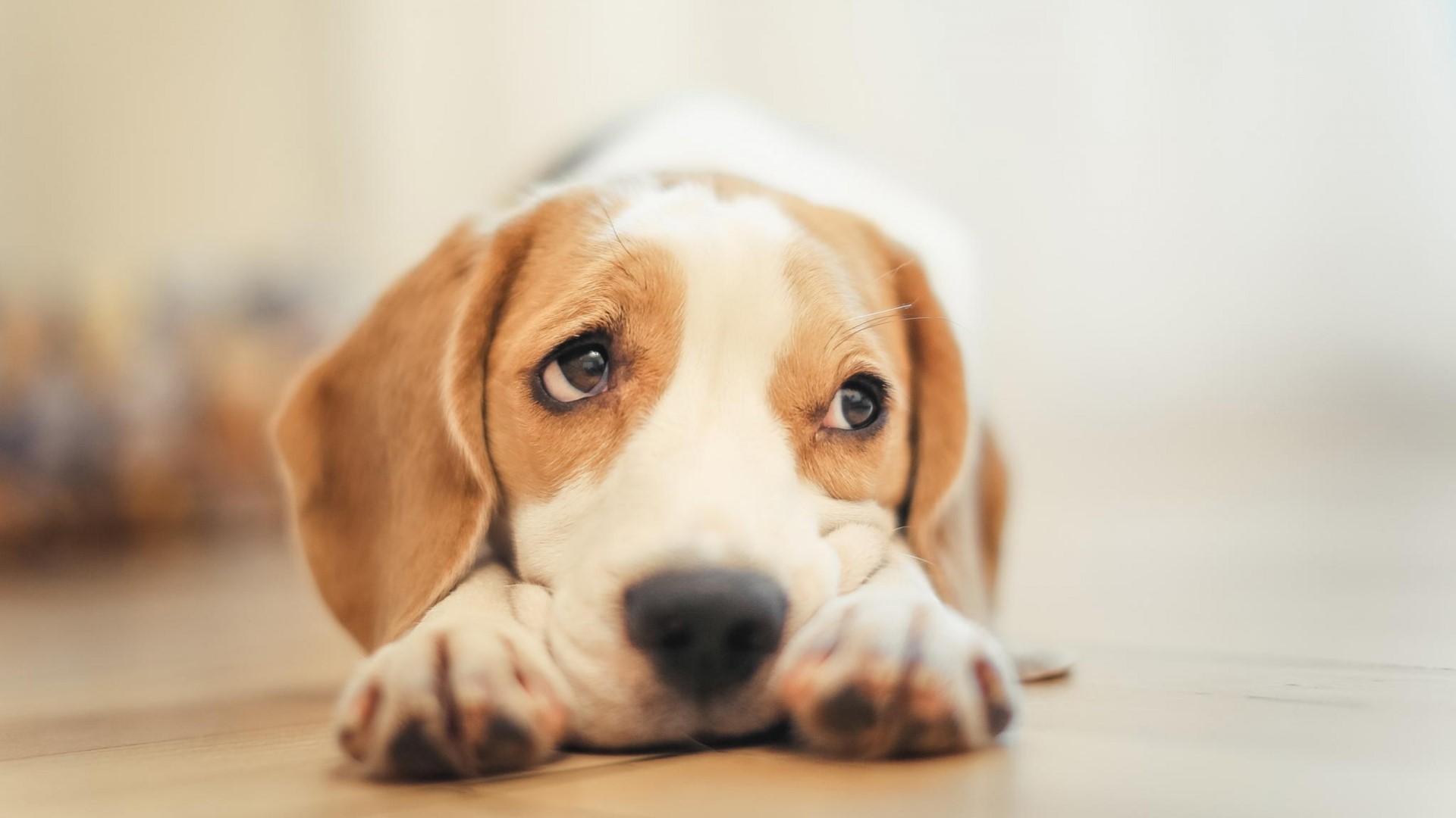 Sad Beagle Puppy Lying Down HD Wallpaper