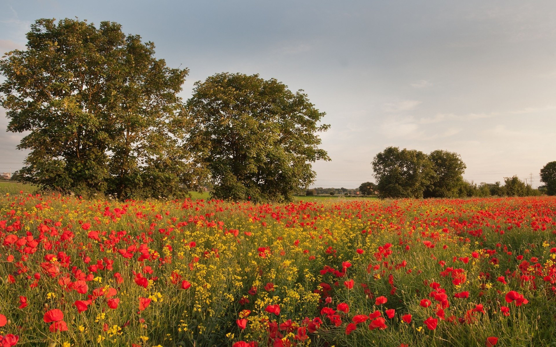 Field of poppies and yellow flowers with trees HD Wallpaper