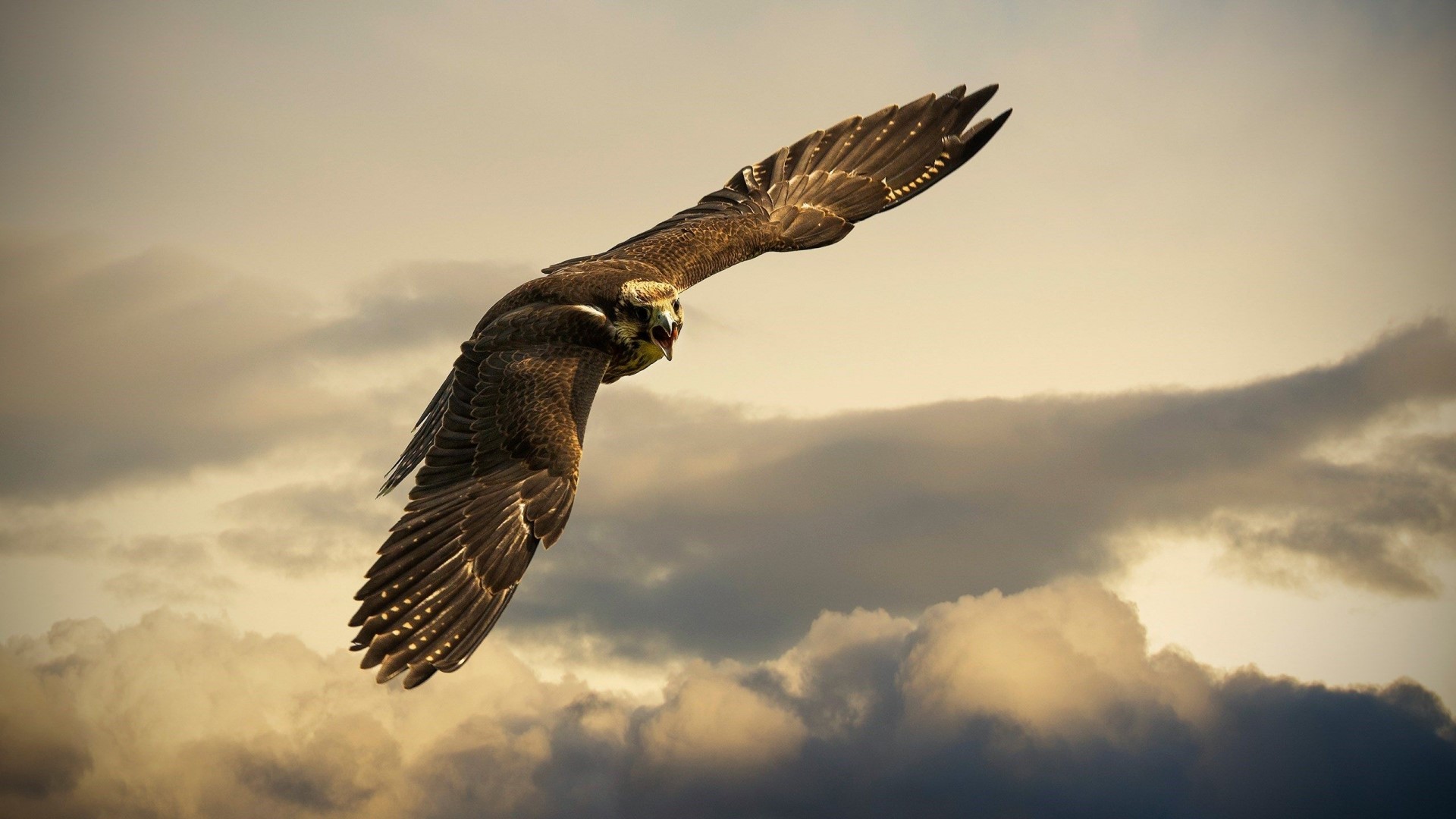 Peregrine Falcon in flight against cloudy sky HD Wallpaper