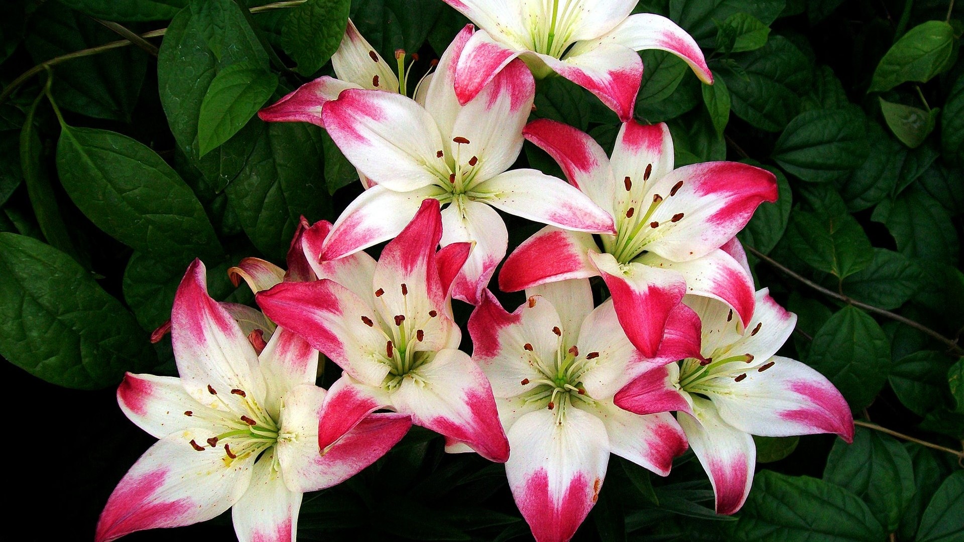 White and red lilies with green leaves HD Wallpaper