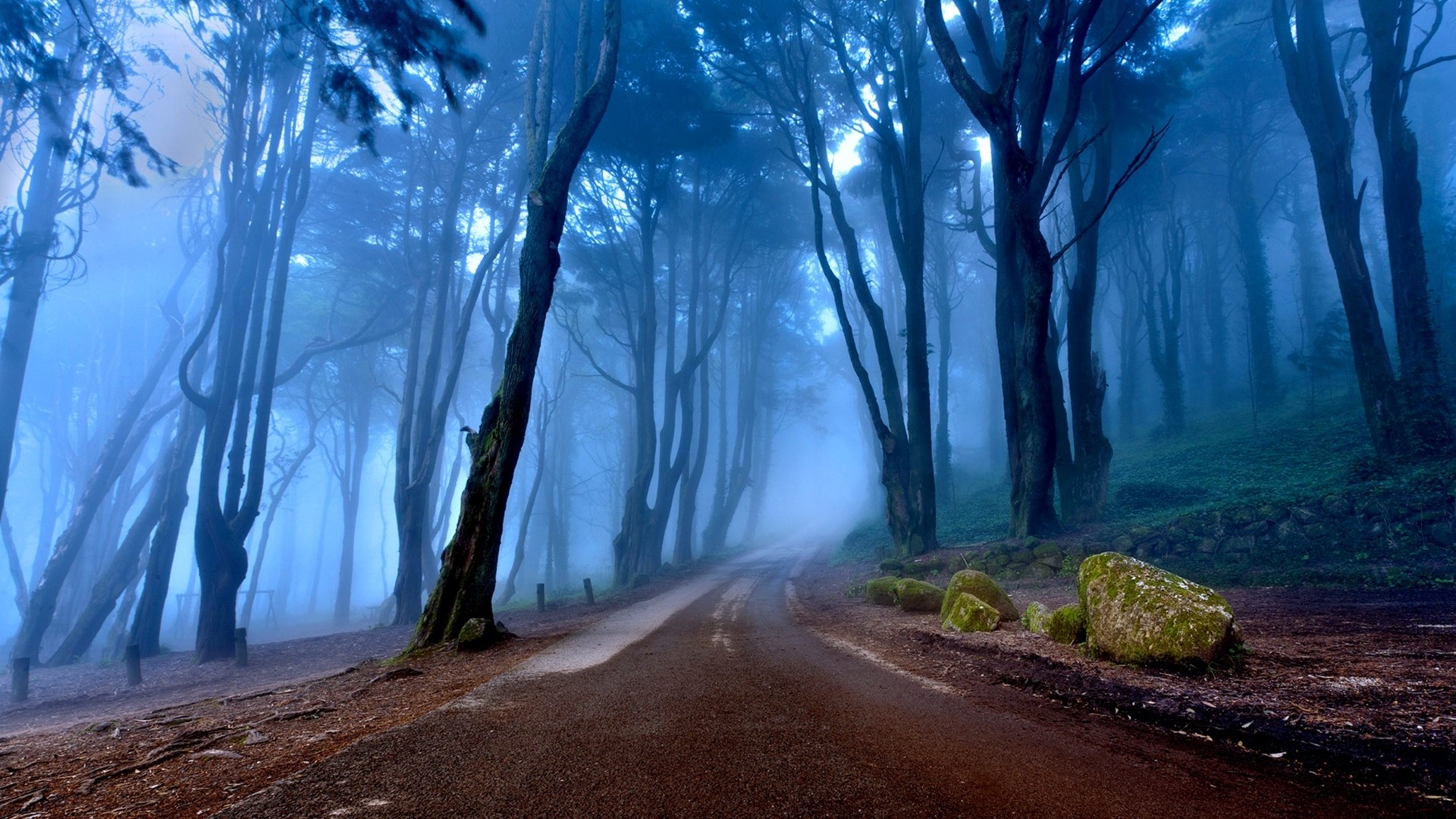Misty forest road with tall trees HD Wallpaper