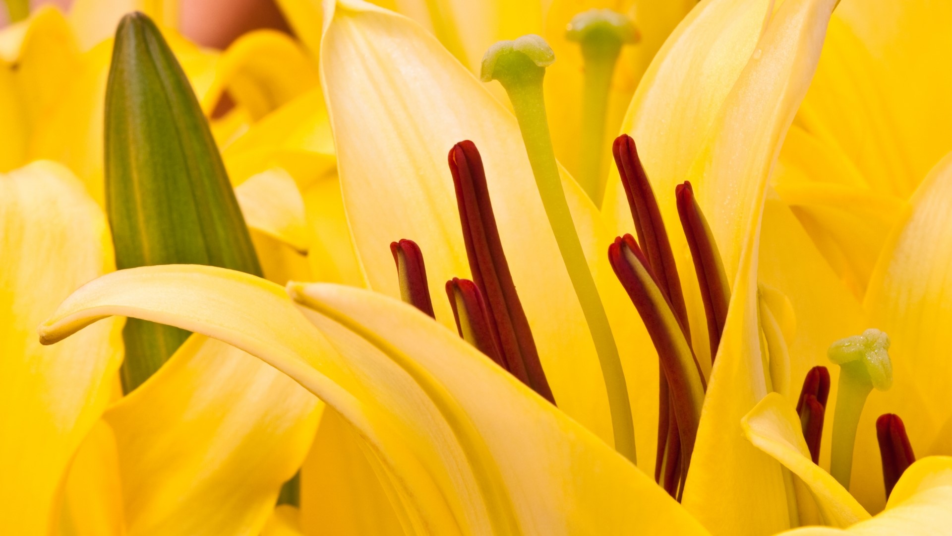 Close-up of Yellow Lilies with Red Stamens HD Wallpaper